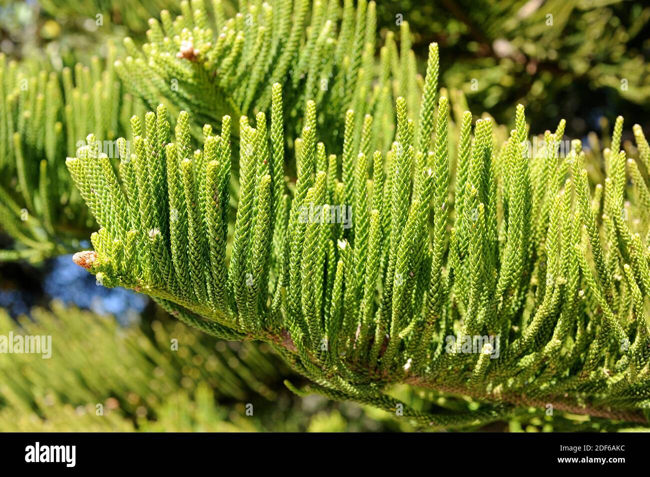 Il pino dell'isola di Norfolk o il pino stellare (Araucaria eterophylla o A. excelsa) è un albero endemico originario dell'isola di Norfolk nell'Oceano Pacifico. Lascia i dettagli. Foto Stock