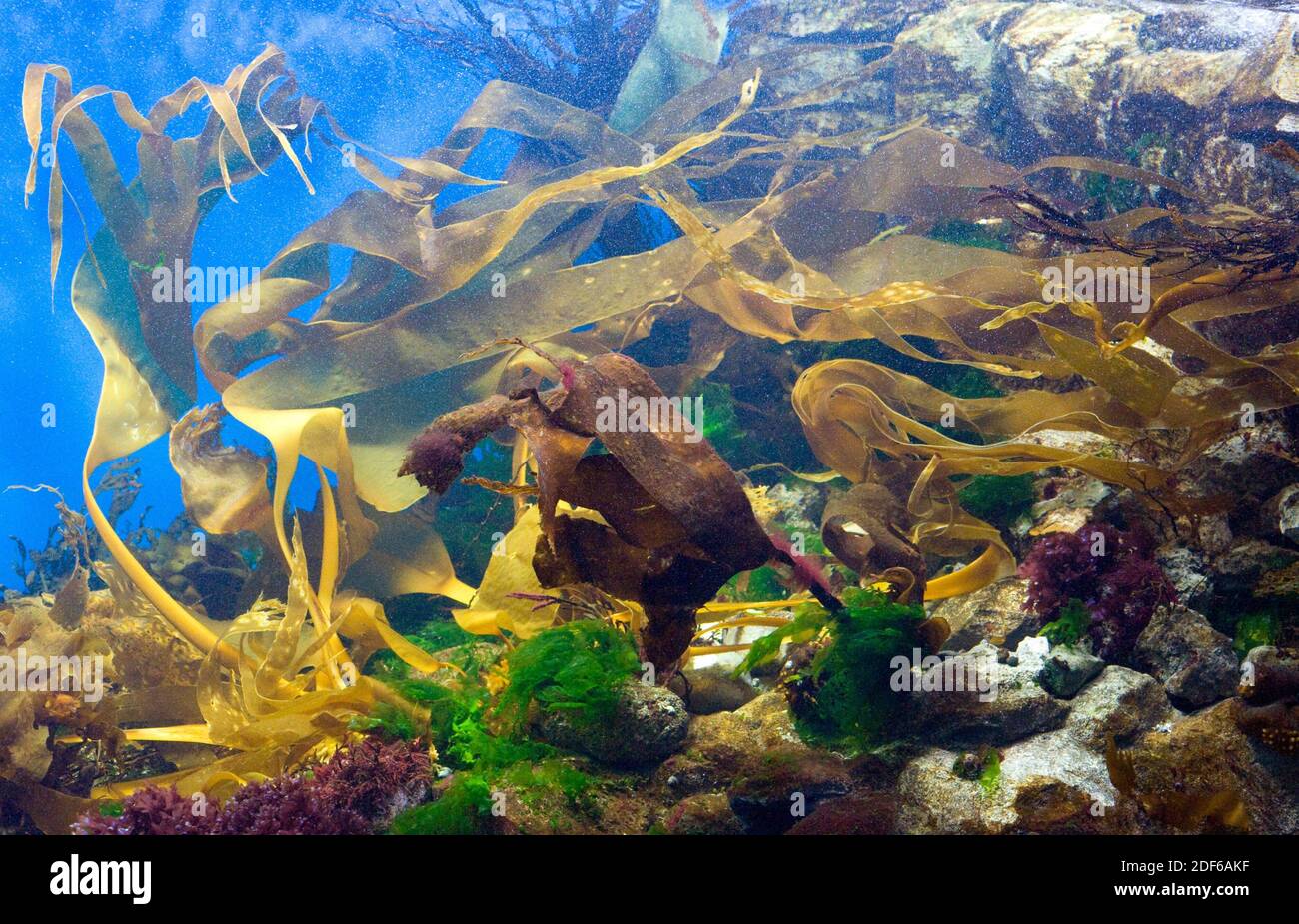 L'alga (Laminaria digitata) è una grande alga bruna. Ochrophyta. Heterokontophyta. Phaeophyceae. Laminariaceae. Oceano Atlantico. Foto Stock