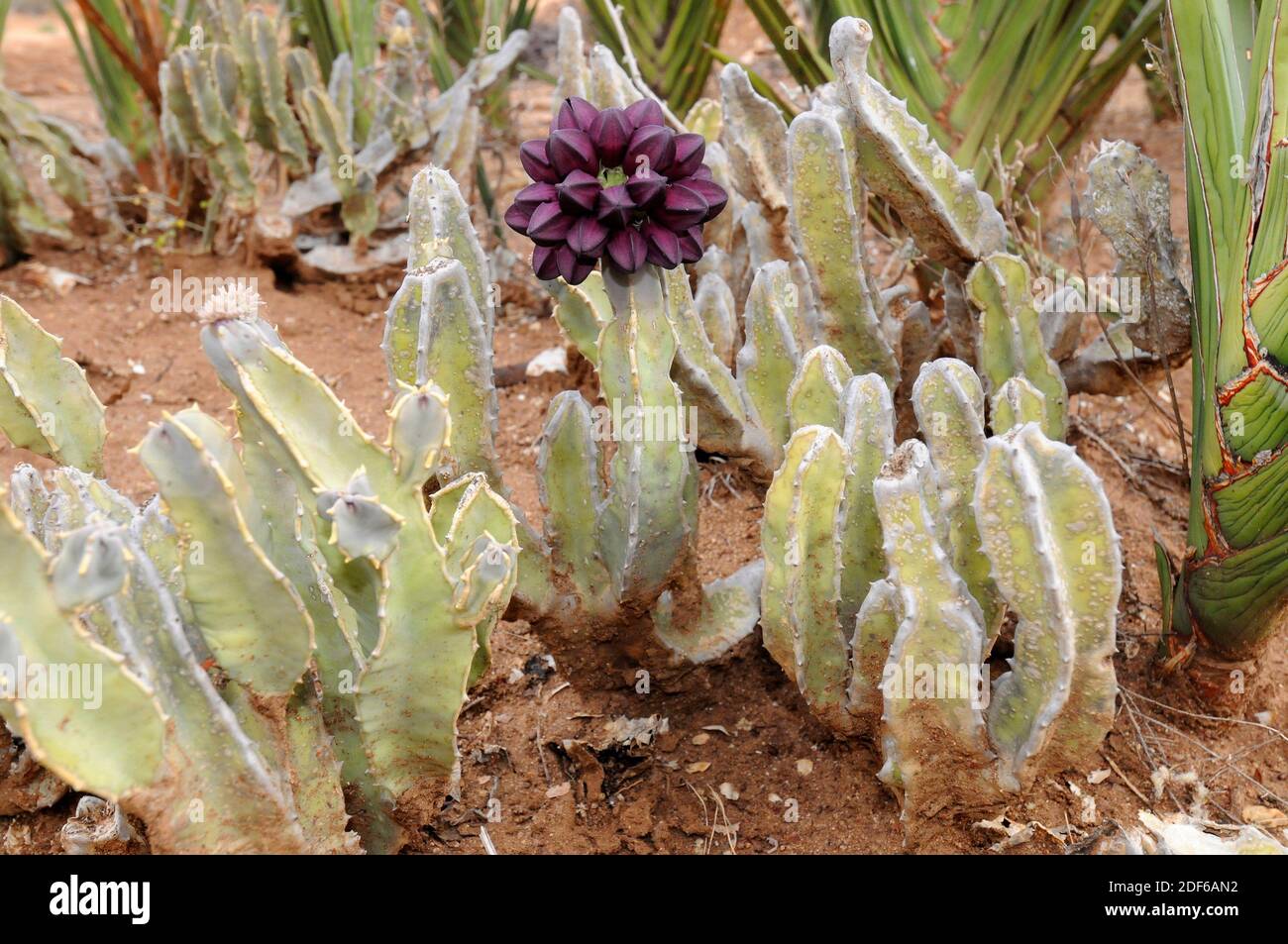 Caralluma speciosa è una pianta perenne succulenta originaria dell'Africa (Etiopia, Somalia, Kenia, Tanzania e Uganda). I gambi sono angolari e possono avere Foto Stock