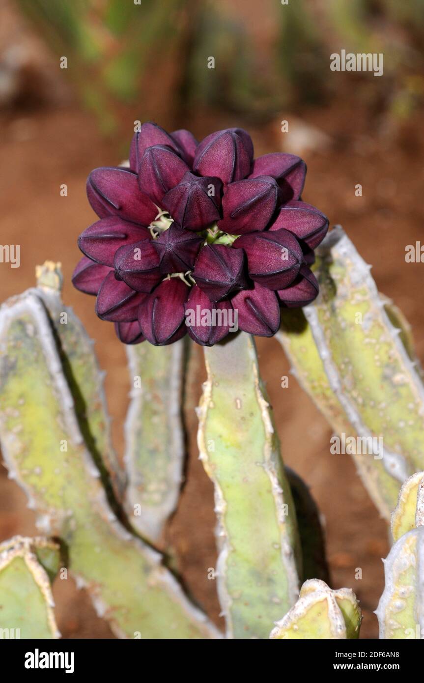 Caralluma speciosa è una pianta perenne succulenta originaria dell'Africa (Etiopia, Somalia, Kenia, Tanzania e Uganda). I gambi sono angolari e possono avere Foto Stock