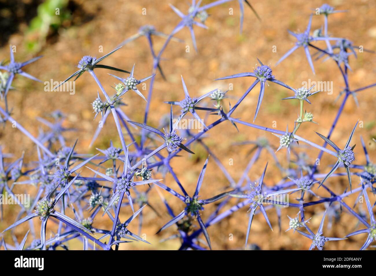 L'eryngo violetto (Eryngium triquetrum) è un'erba annuale originaria della regione del Mediterraneo occidentale. Angiosperme. Apiaceae. Marocco. Foto Stock