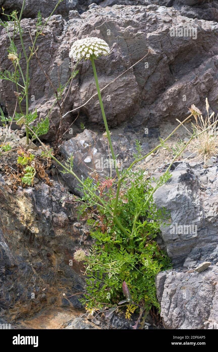 La carota spagnola (Daucus gingidium o Daucus carota hispanicus) è un'erba pereniale originaria delle coste rocciose del Mediterraneo occidentale. Angiospermi. Apiaceae. Foto Stock