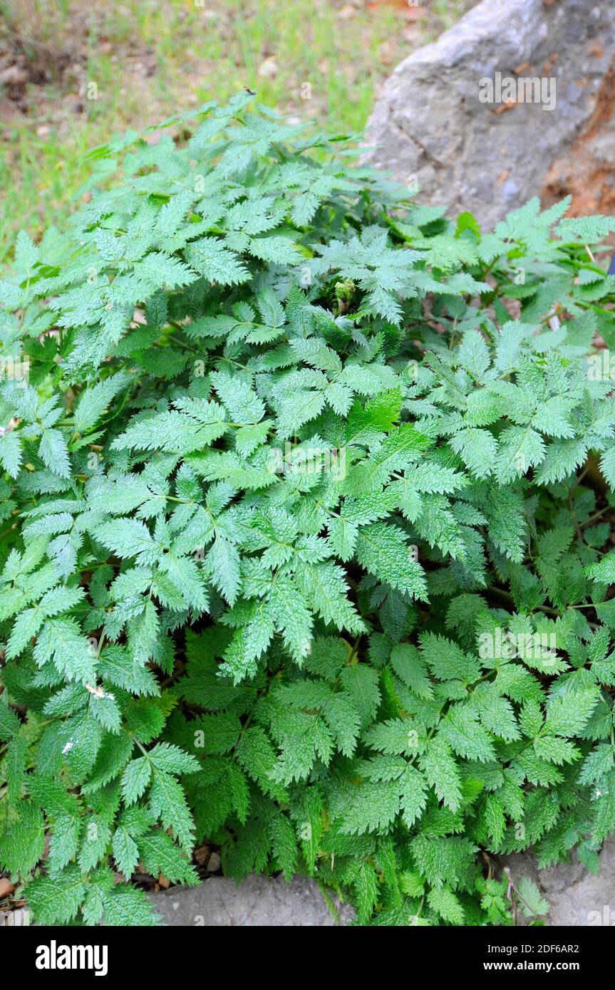 Pimpinella bicknellii è un'erba endemica perenne, originaria della Sierra de Tramuntana (Maiorca). Angiospermi. Apiaceae. Maiorca, Baleari Foto Stock