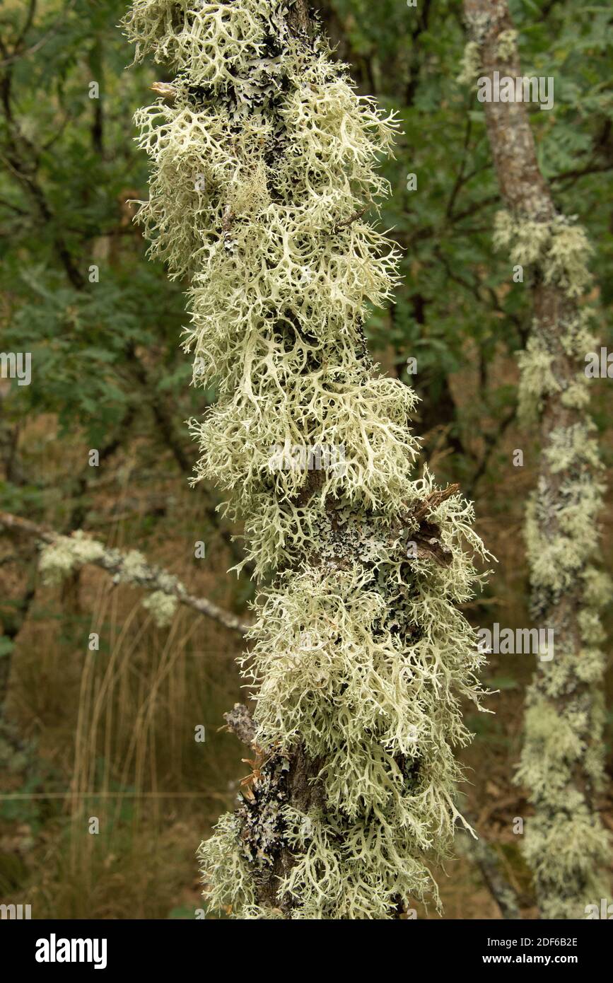 L'oakmoss (Evernia prunastri) è un lichene usato in profumeria come note di  base di diverse fragranze. È originario dell'Europa e del Nord America.  Funghi Foto stock - Alamy