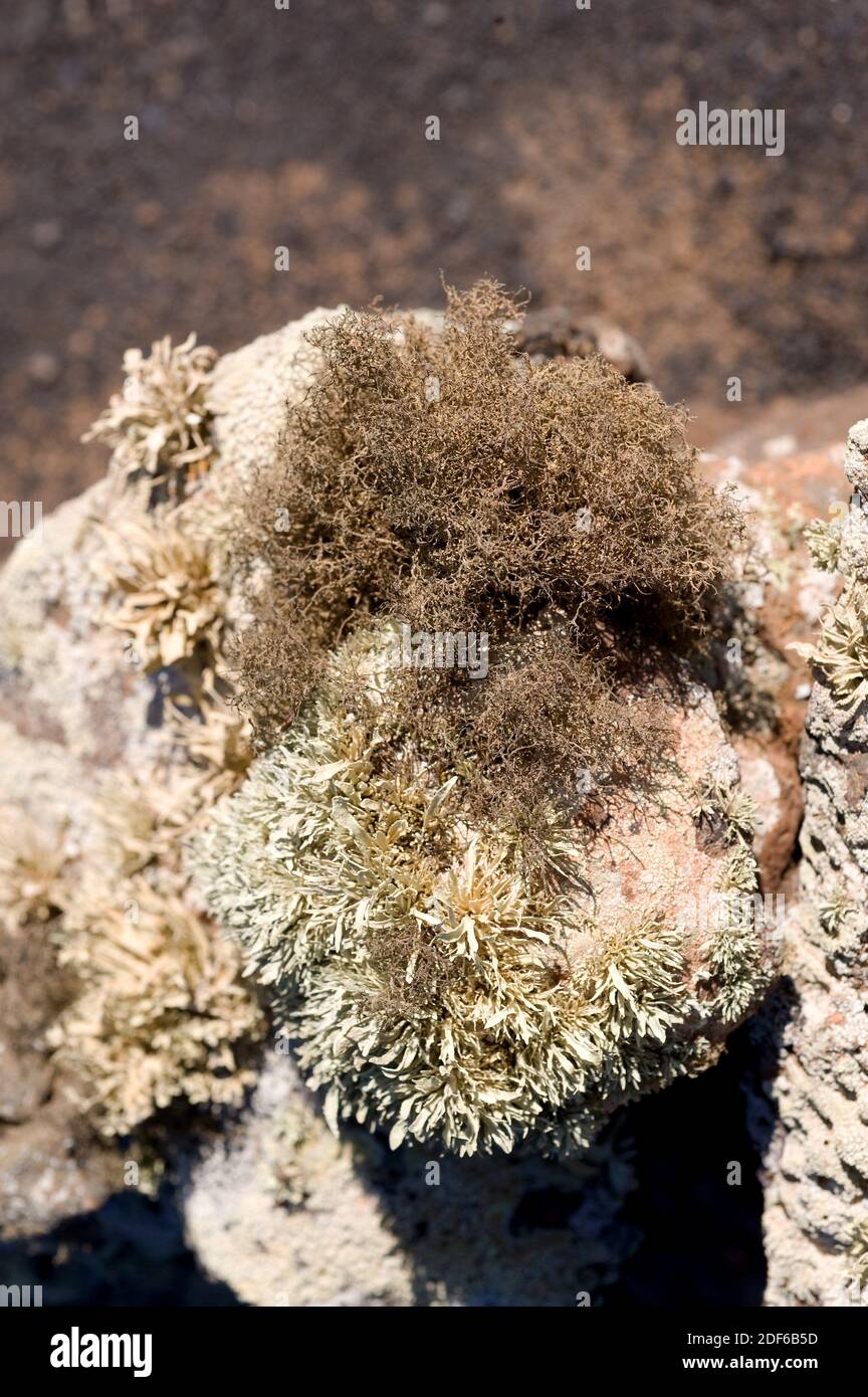 Orcilla (Roccella canariensis) è un lichene frutticoso precedentemente utilizzato per ottenere un pigmento viola, l'orceina. Ascomicota. Roccellaceae. Questa foto è stata Foto Stock