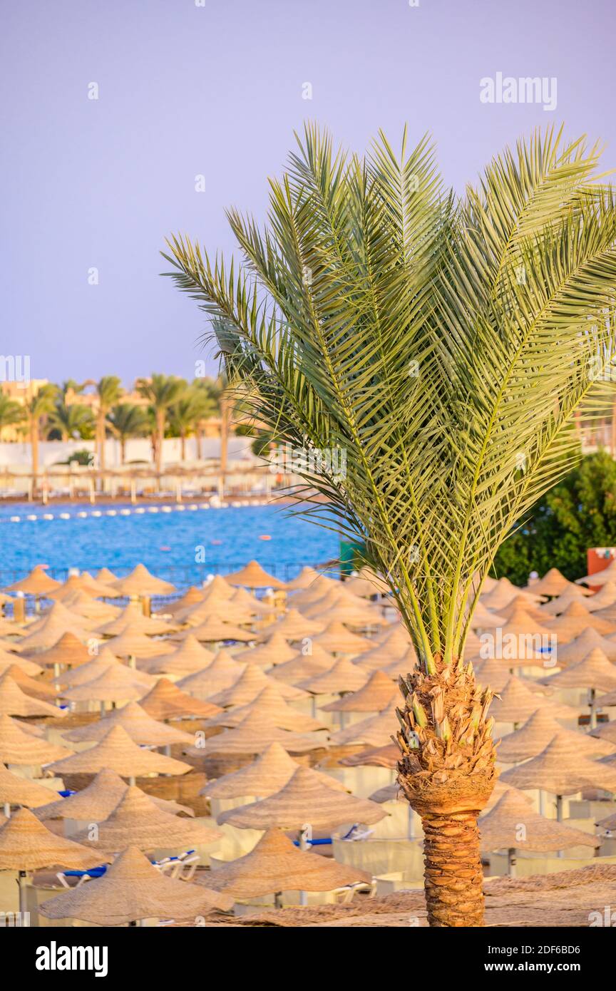 Relax in paradiso spiaggia - Chaise lounge e ombrelloni - destinazione di viaggio Hurghada, Egitto Foto Stock