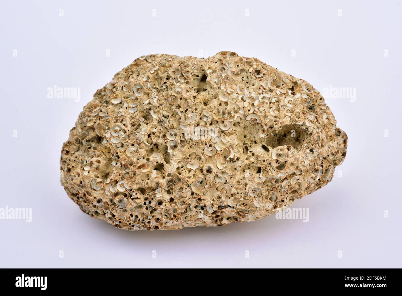 Bioerosione di una roccia calcarea per molluschi e vermi polichaete. La bioerosione è un processo chimico causato da organismi viventi. Il campione proviene da Foto Stock