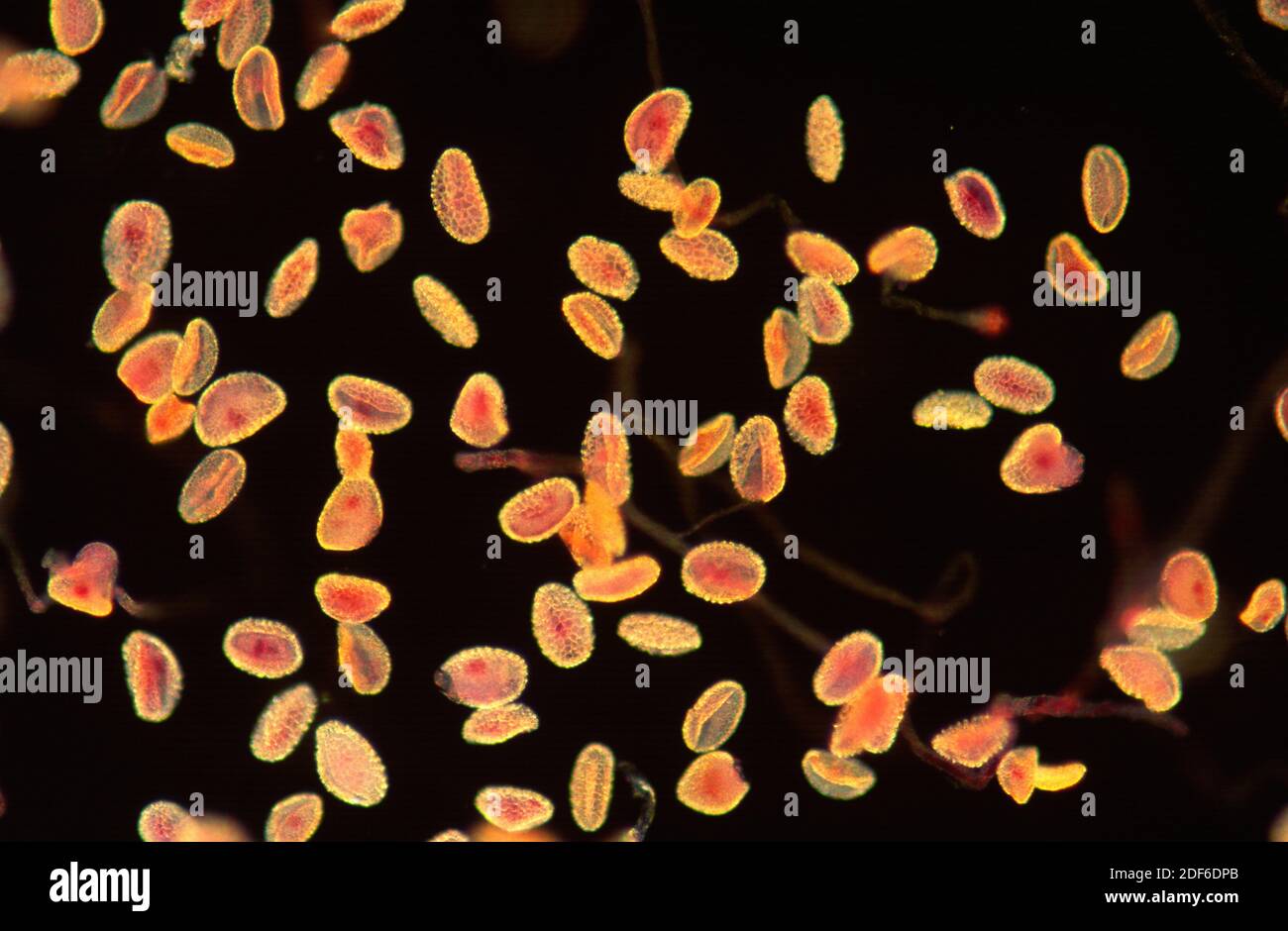 Grani di polline con tubo di polline. Microscopio ottico, sfondo scuro.  Ingrandimento X100 Foto stock - Alamy