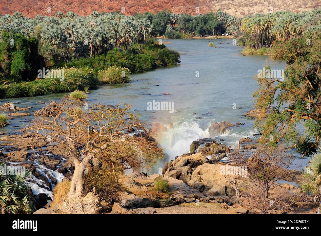 Cascate di Epupa e fiume Kunene, confine tra Angola e Namibia. Foresta ripariana con palma reale del ventilatore (Hyphaene petersiana) e baobab. Regione di Kunene, Foto Stock