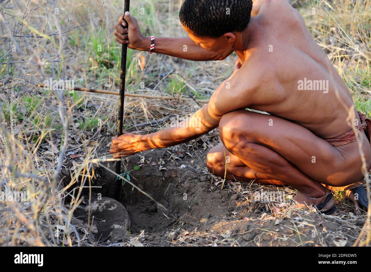 San o bushman uomo alla ricerca di tuberi del deserto per nutrirsi. Tsumkwe, Otjozondjupa, Namibia. Foto Stock