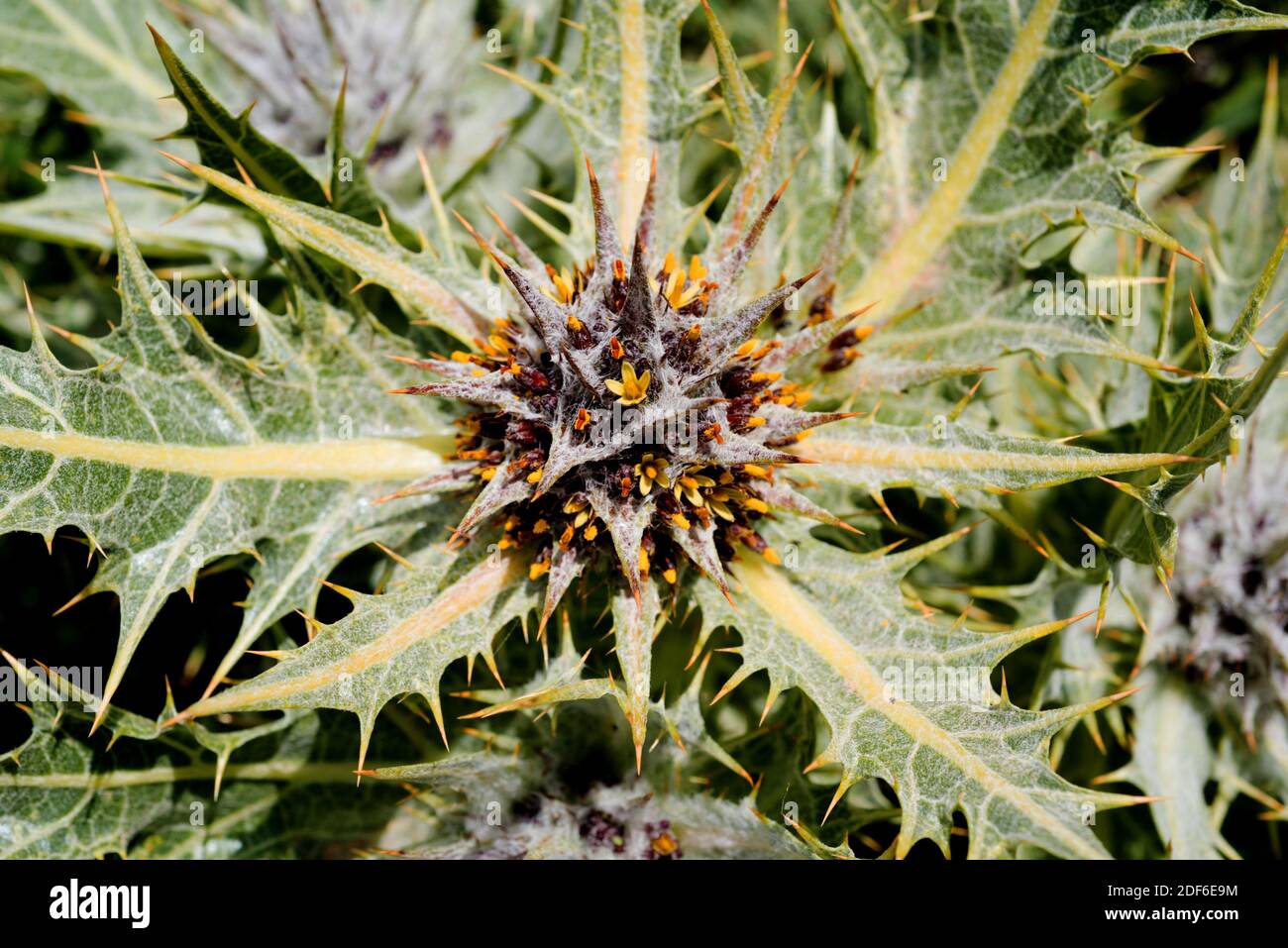 Akub (Gundelia tournefortii) è un'erba perenne commestibile con foglie spinose. Il suo polline fu trovato sulla Sindone di Torino. Eudicot. Asteraceae. Questo Foto Stock
