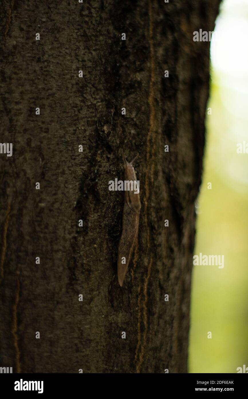 Lumaca senza conchiglia, lumache sull'albero di quercia Foto Stock