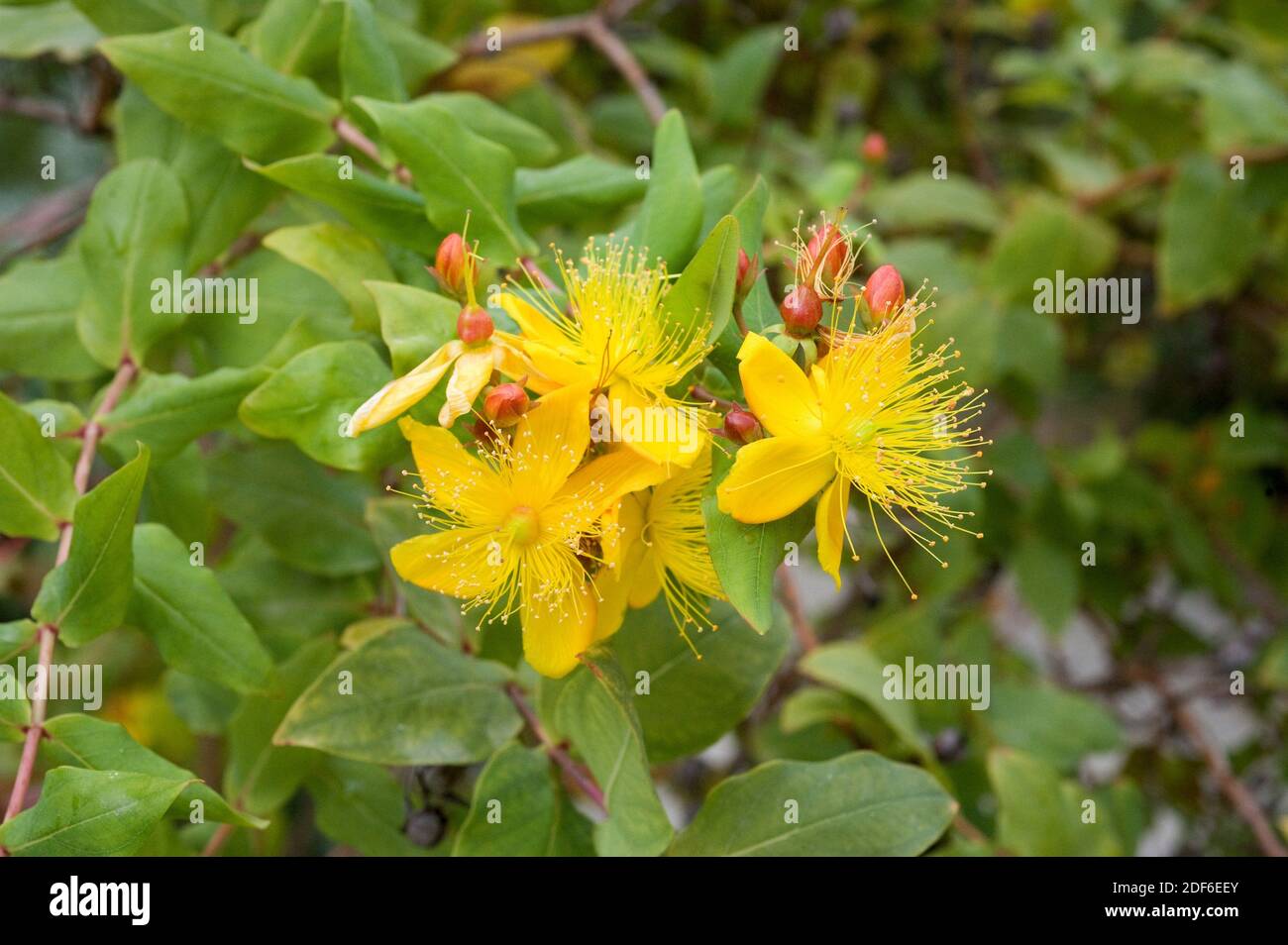 Granadillo o San Giovanni-Erba (Hypericum canariense) è un arbusto endemico delle isole Canarie, ma è stato introdotto e naturalizzato in Australia, New Foto Stock