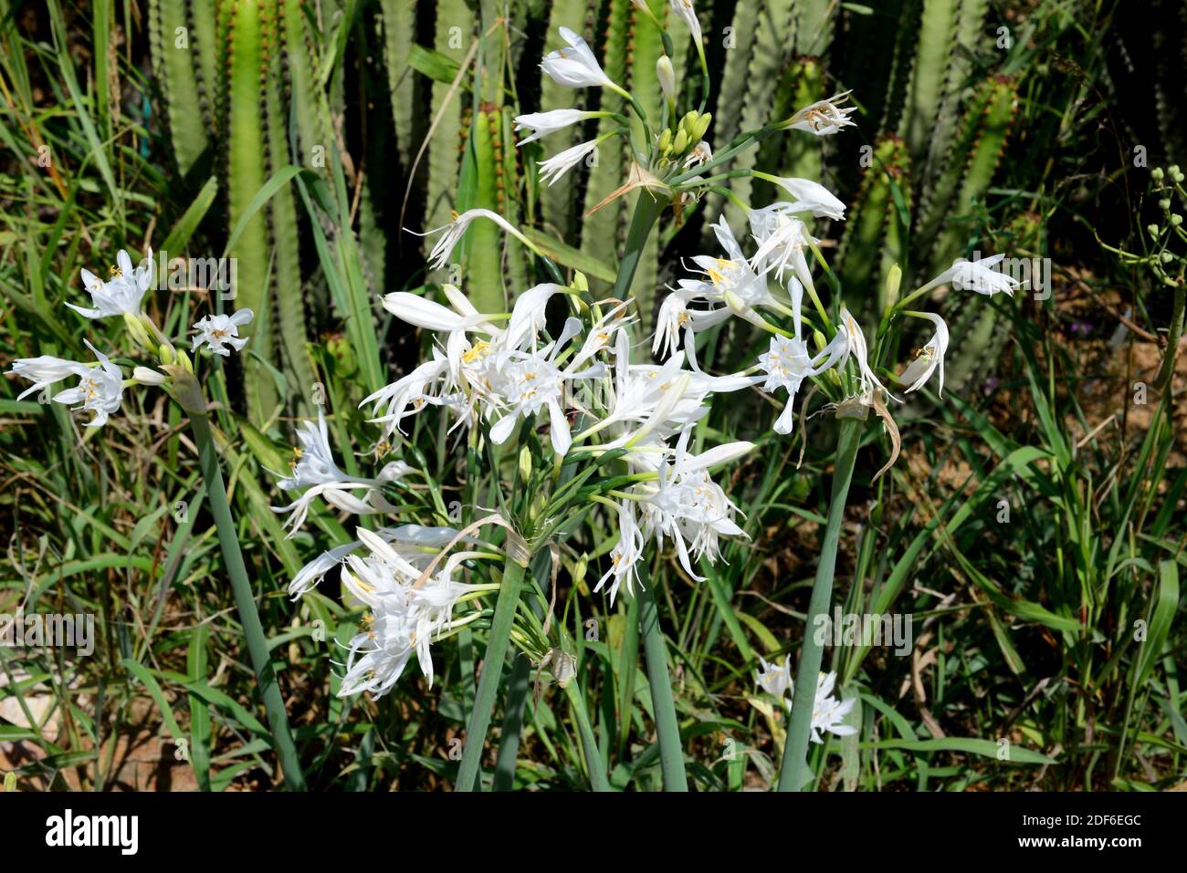 Azucena de risco (Pancratium canariense) è una pianta bulbosa endemica delle Canarie Isalnds, Spagna. Foto Stock