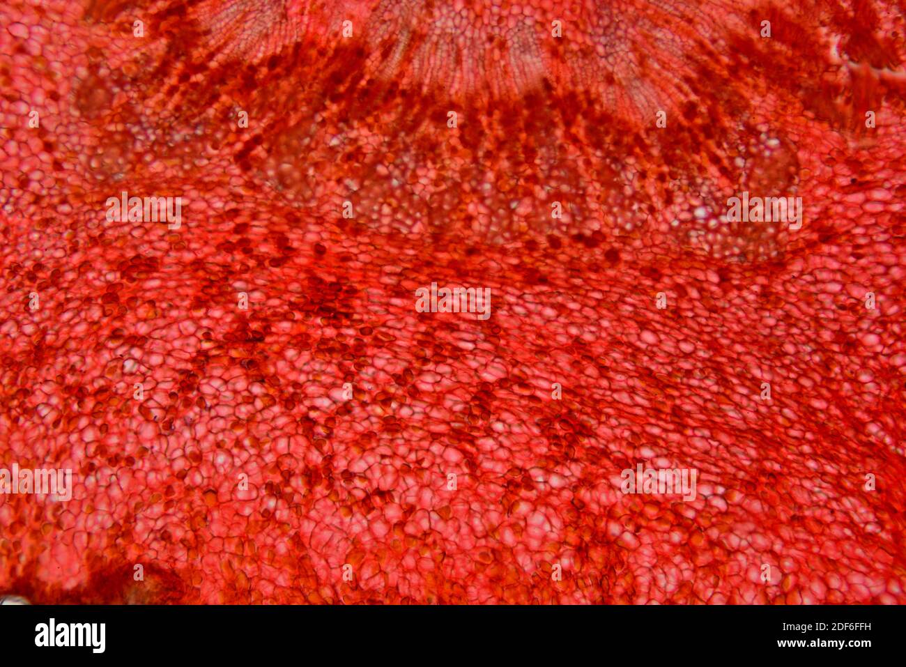 Collenchima (tessuto macinato). Microscopio ottico X100. Foto Stock