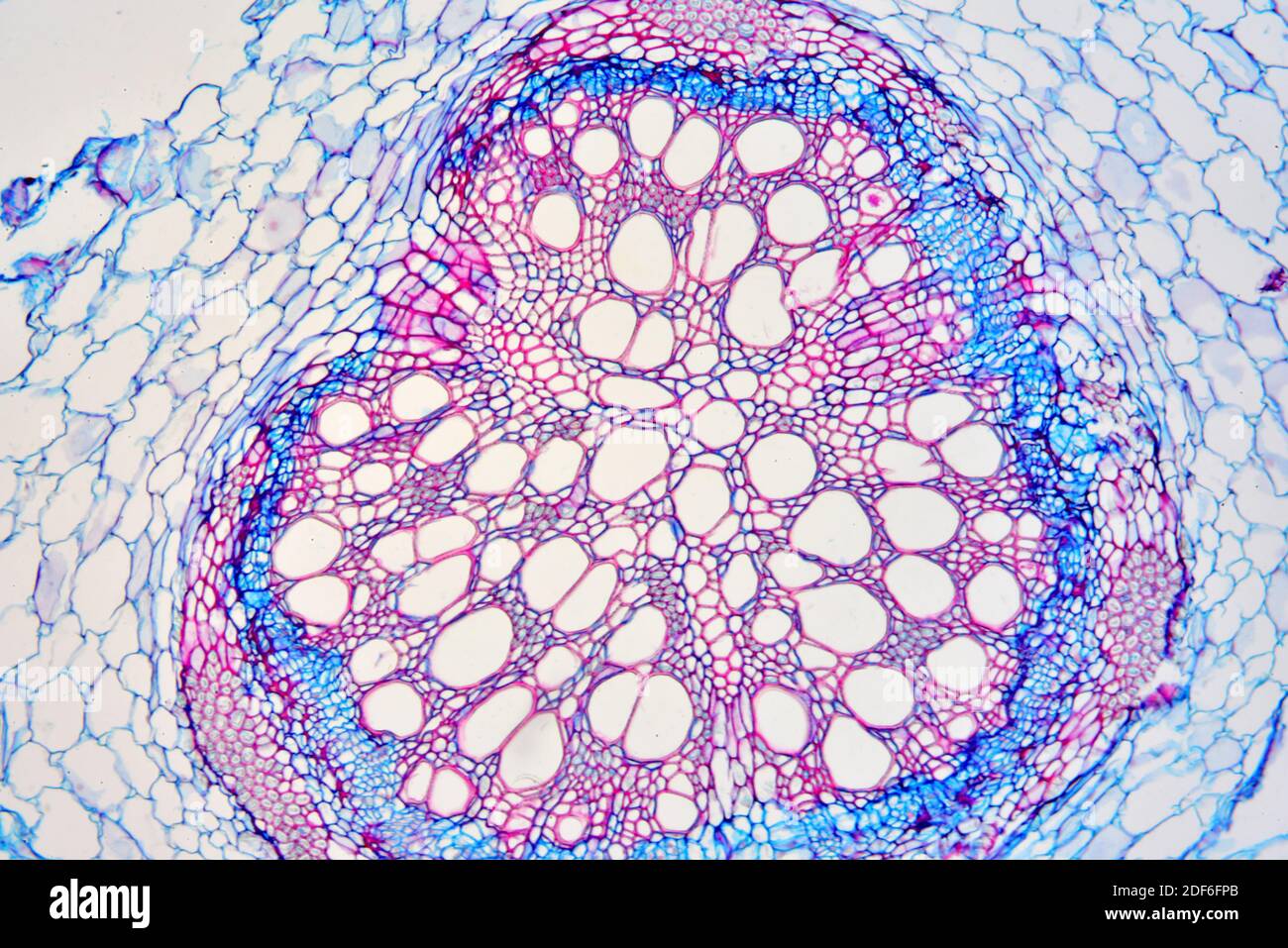 Radice di fagiolo di Fava (faba di Vicia). Microscopio ottico X100. Foto Stock