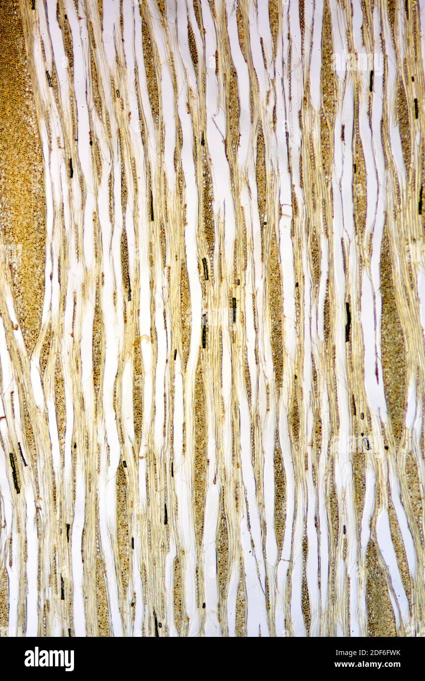 Sezione radiale del tronco di faggio. Microscopio ottico X40. Foto Stock