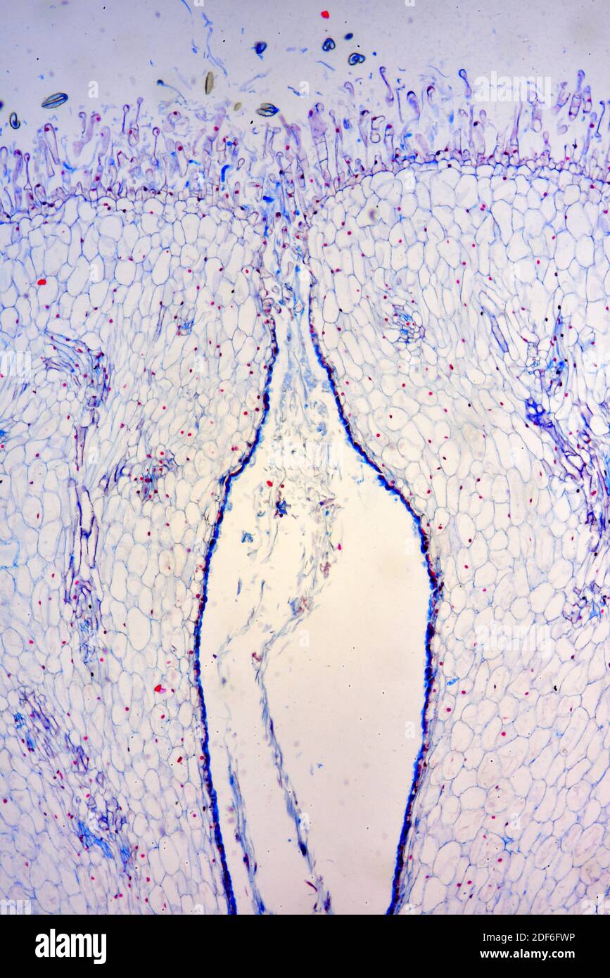 Stigma con polline (Lilium sp. ). Microscopio ottico X40. Foto Stock