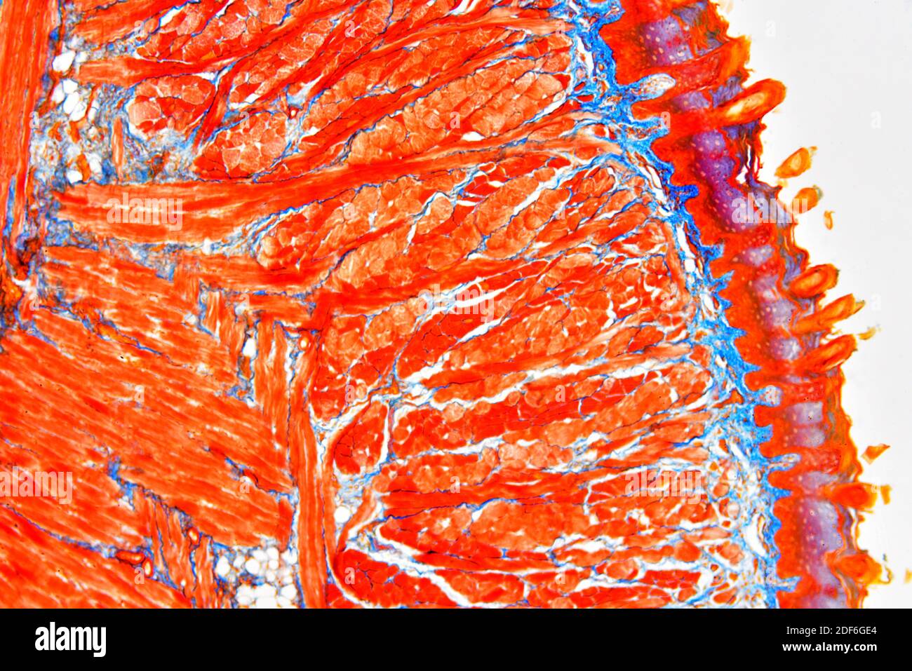 Sezione della lingua che mostra papille linguali, papille gustative, muscoli striati, ghiandole gustative e tessuto connettivo. Microscopio ottico X40. Foto Stock