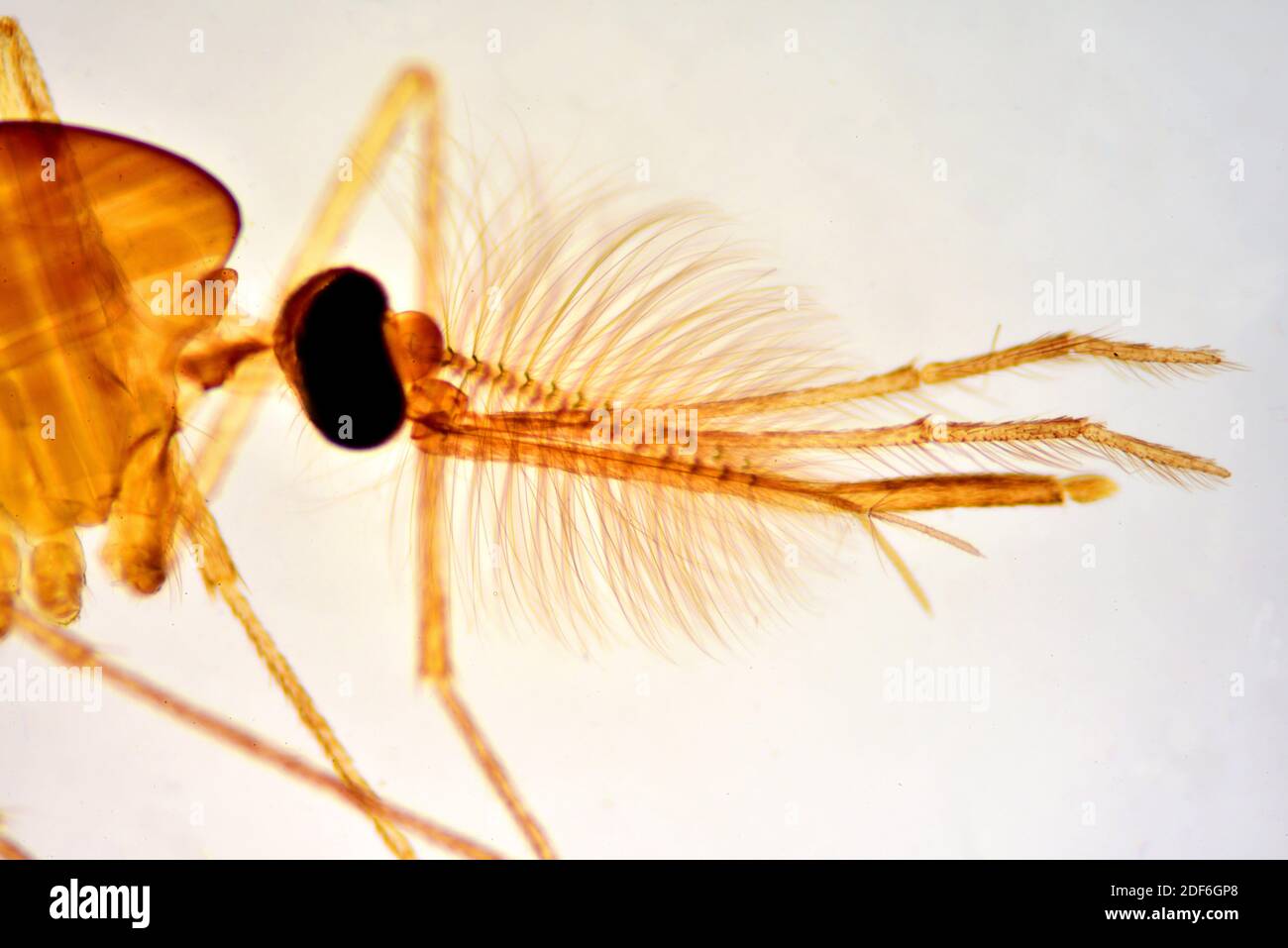 Casa comune zanzara maschio (Culex pipipiens), testa con antenne, proboscide, palpe, occhi composti e gambe. Microscopio ottico X40. Foto Stock