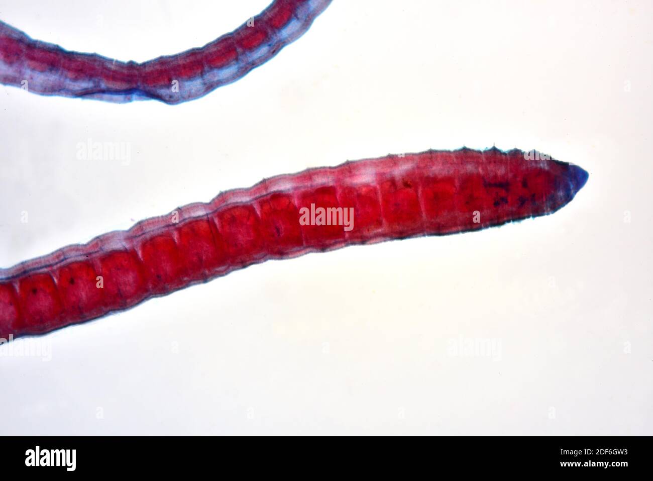 Il tubifex è un worm libero oligochaeta. Microscopio ottico X40. Foto Stock