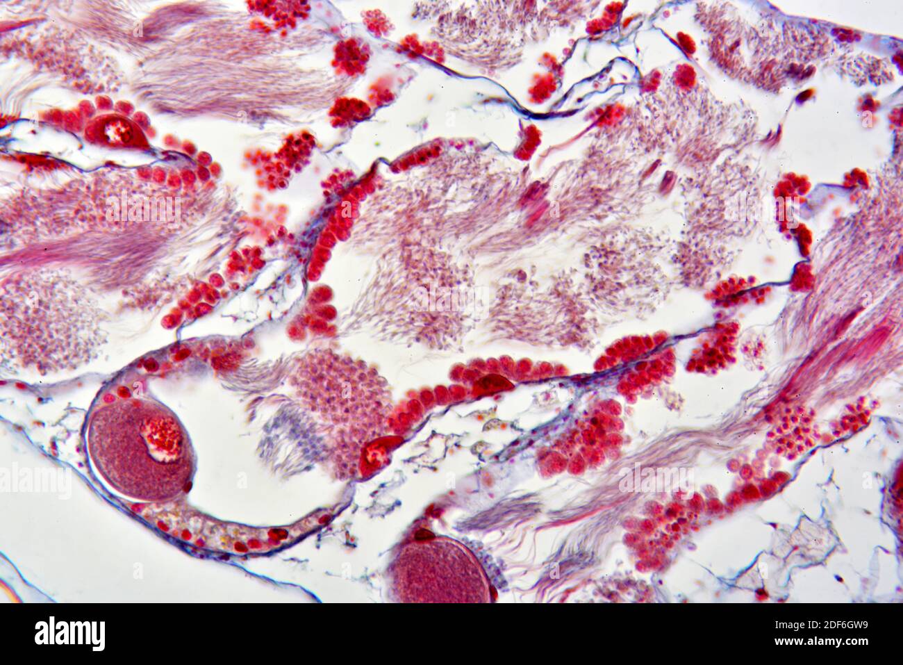 Lumaca romana (Helix pomatia), ghiandola ermafrodite (ovotestis). Microscopio ottico X200. Foto Stock