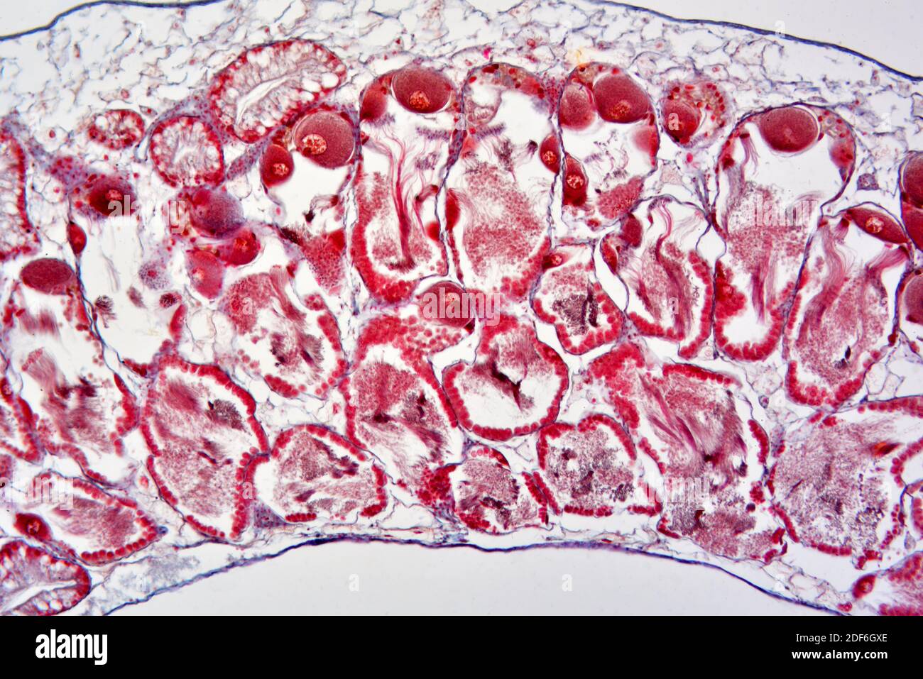 Lumaca romana (Helix pomatia), ghiandola ermafrodite (ovotestis). Microscopio ottico X100. Foto Stock