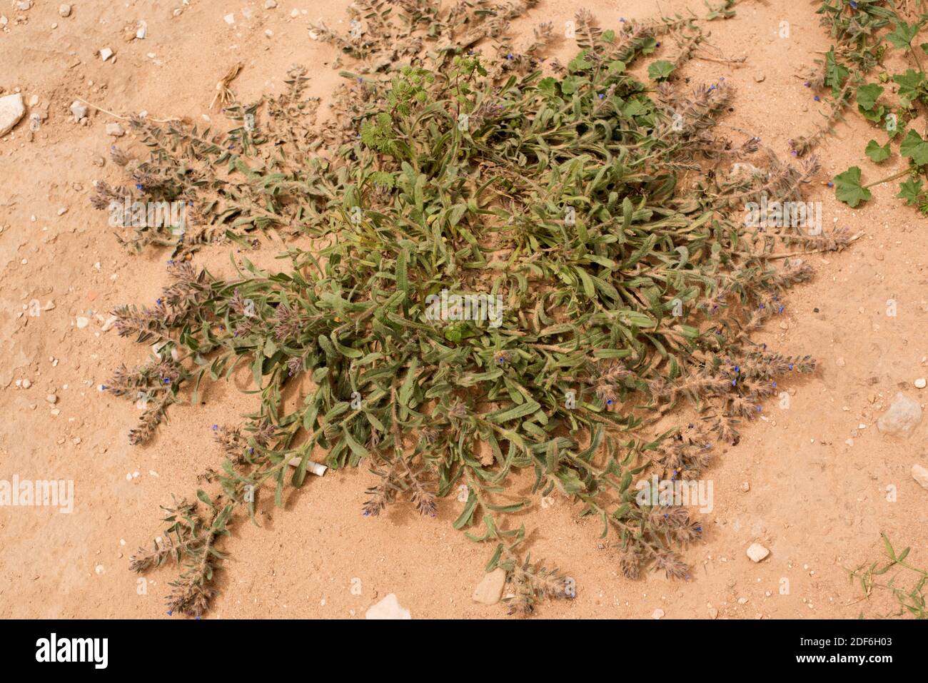 Alkanet (Alkanna tinctoria); le sue radici sono usate come colorante rosso. Deserto di Wadi Rum, Giordania. Foto Stock