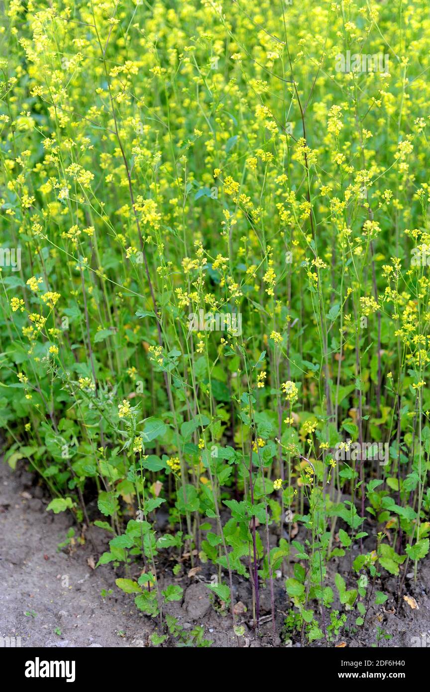 La senape nera (Brassica nigra) è una pianta annuale coltivata per i suoi semi utilizzati come spezie. Foto Stock