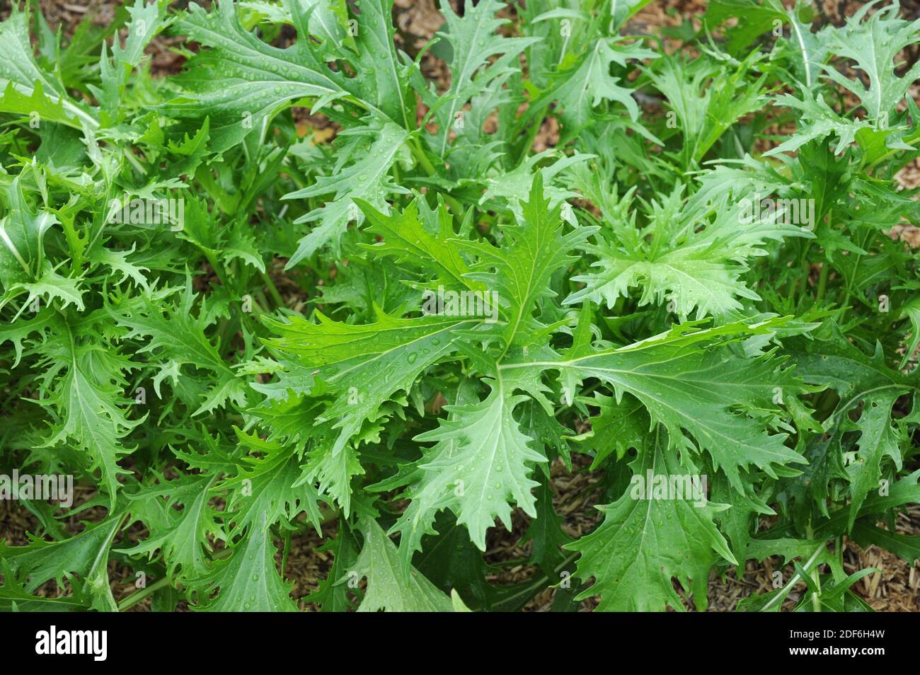 La Mizuna o senape giapponese (Brassica rapa nippeposinica) è una pianta commestibile coltivata per le sue foglie. Foto Stock