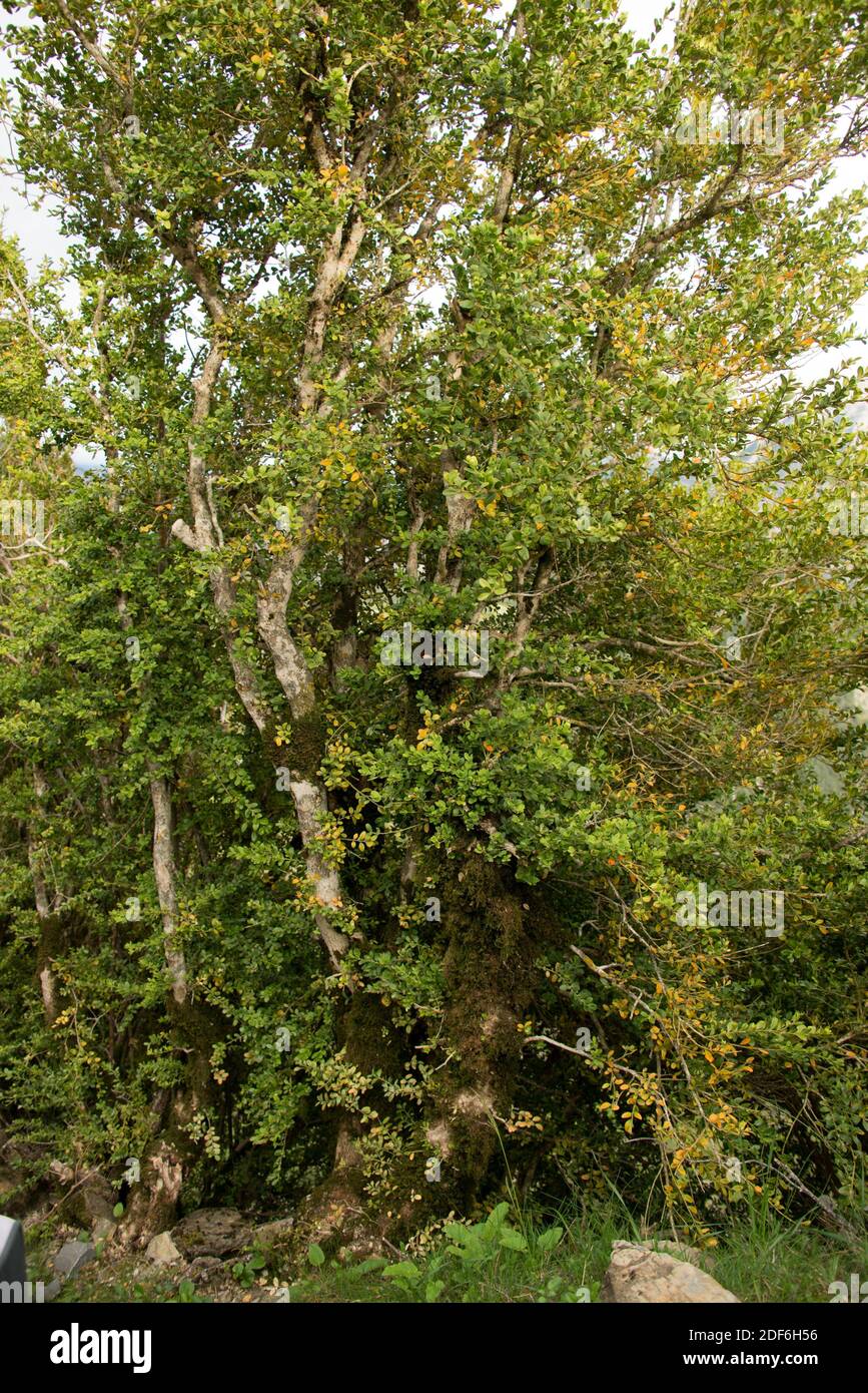La scatola europea (Buxus sempervirens) è una famiglia di arbusti Buxaceae. Questa foto è stata scattata in Canon de Anisclo, Parco Nazionale di Ordesa e Monte Perdido, Huesca Foto Stock