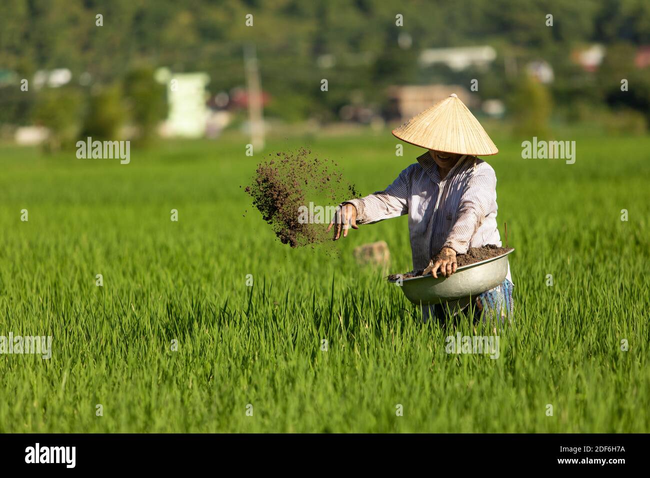 Donna che pianta semi di riso in un campo di risaie nella valle di mai Chau, Vietnam. Foto Stock