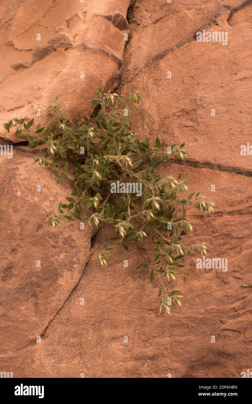 La goccia d'oro (Podonosma orientalis) è un'erba perenne che cresce su rocce e crepacci. Questa foto è stata scattata a Petra, Giordania. Foto Stock