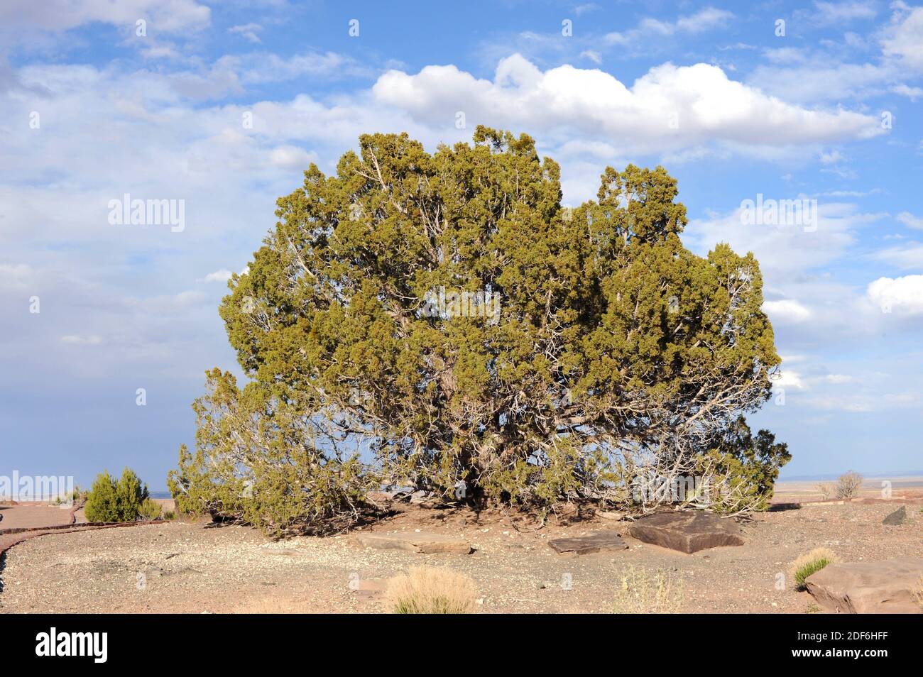 Il ginepro dello Utah (Juniperus osteosperma) è un arbusto o un piccolo albero nativo degli Stati Uniti sudoccidentali. Questa foto è stata scattata nel Parco Nazionale della Foresta pietrificata, Foto Stock