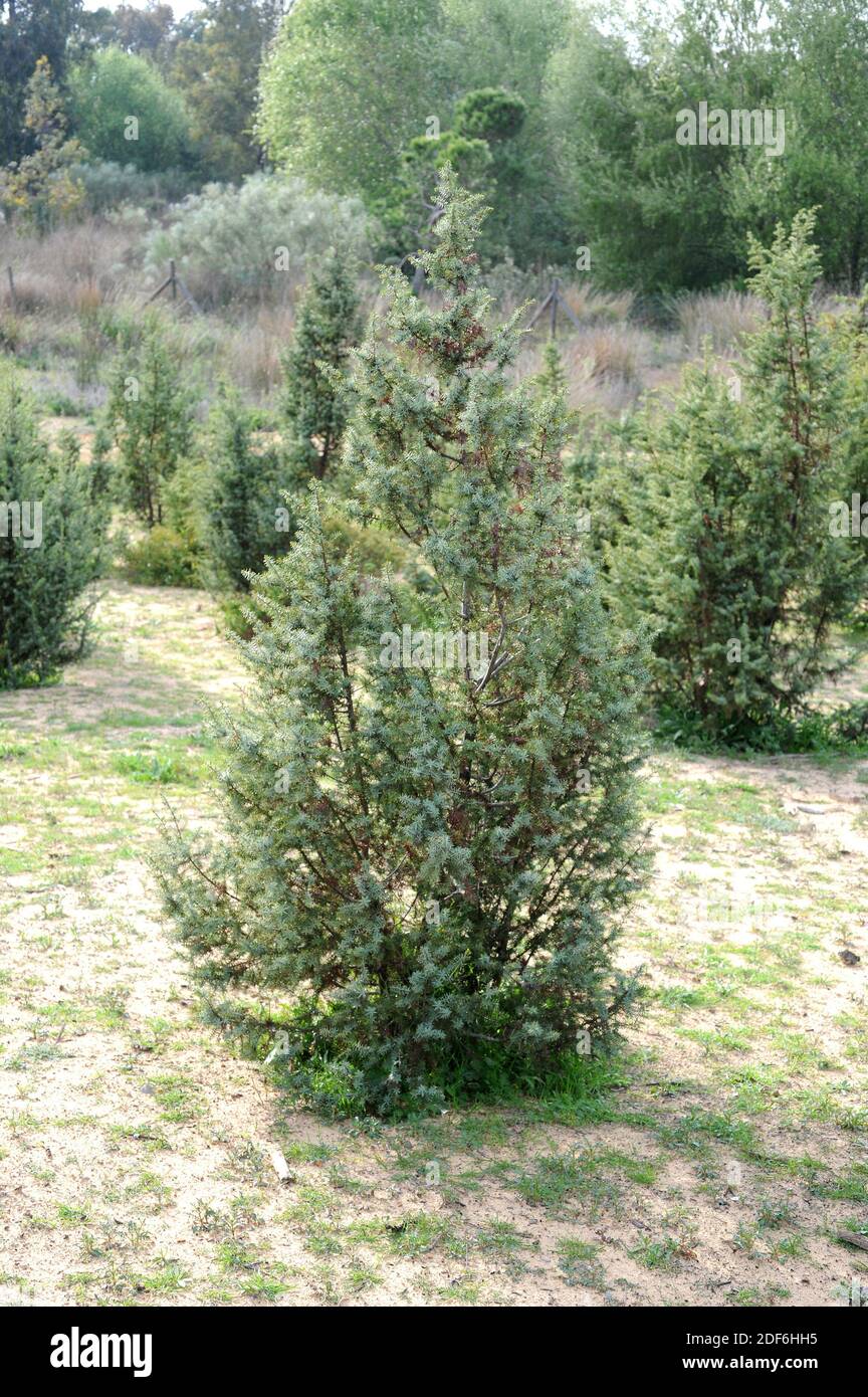 Il ginepro di grandi frutti (Juniperus macrocarpa o J. oxycedrus macrocarpa) è un arbusto originario delle dune di sabbia costiere della regione del Mediterraneo settentrionale, da Foto Stock