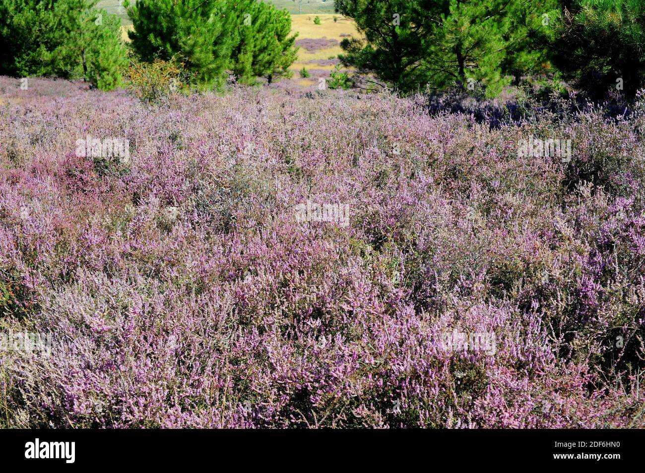 L'erica o la lenza comune (Calluna vulgaris) è un piccolo arbusto nativo dei suoli acidi d'Europa. Questa foto è stata scattata nella provincia di Soria, Castilla-Leon, Foto Stock