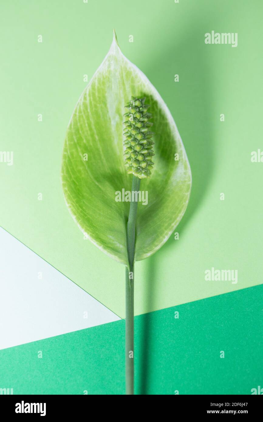 Fiore di un giglio di pace su sfondo geometrico. Foto Stock