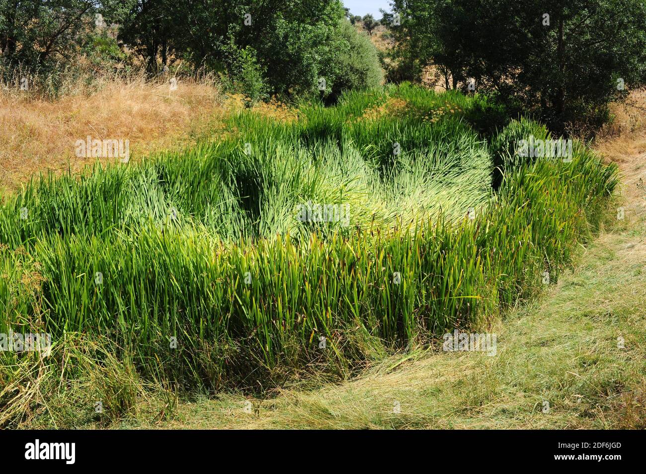 Bur-reed ramificato (Sparganium erectum) pianta perenne originaria della regione mediterranea e dell'Asia. Questa foto è stata scattata ad Arribes del Duero Natural Foto Stock