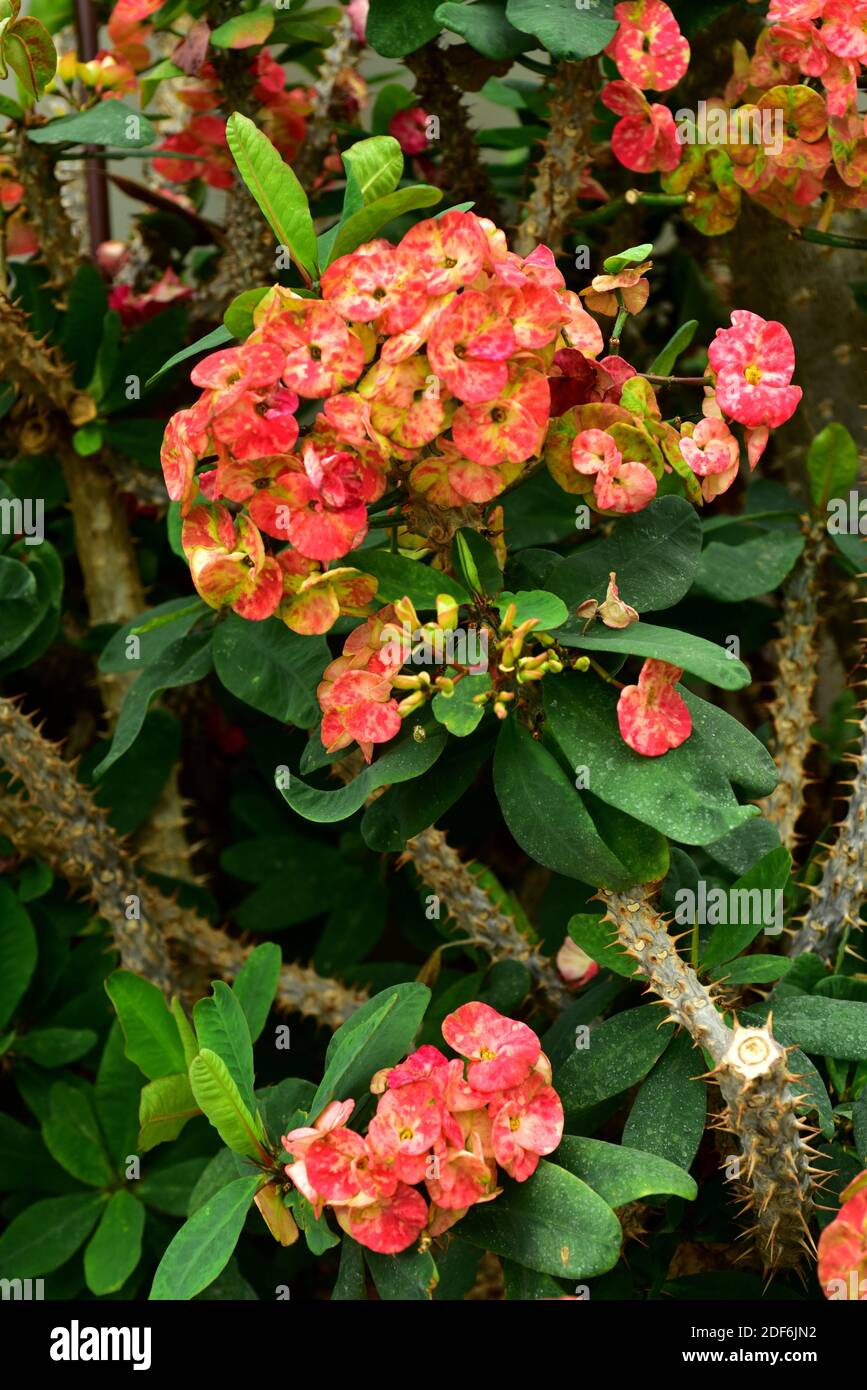 Euphorbia milii 'Vulcanus' (Corona di Cristo) 10 cm. | Euphorbiaceae