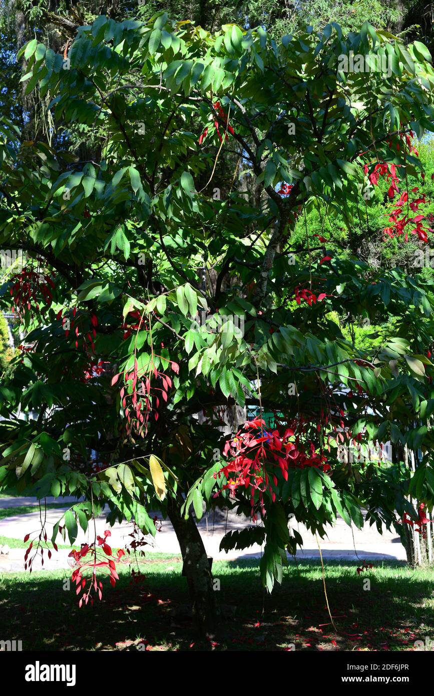 L'orgoglio della Birmania (Amherstia nobilis) è un albero ornamentale originario del Myanmar. Foto Stock