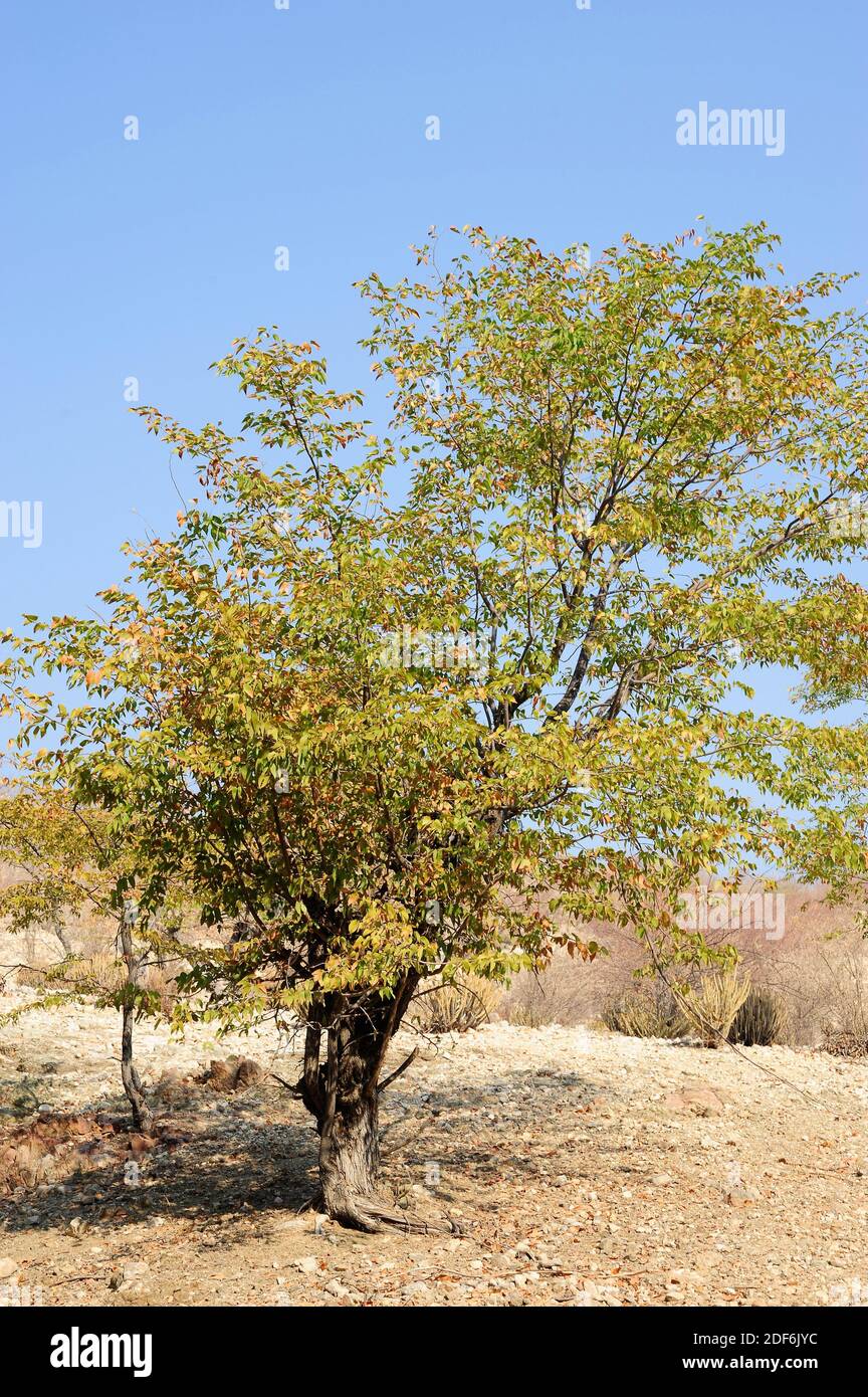 Il mopano o albero della farfalla (Colophospermum mopane) è un albero nativo dell'Africa meridionale. Il suo legno è molto duro. Questa foto è stata scattata a Kaokoland, Foto Stock