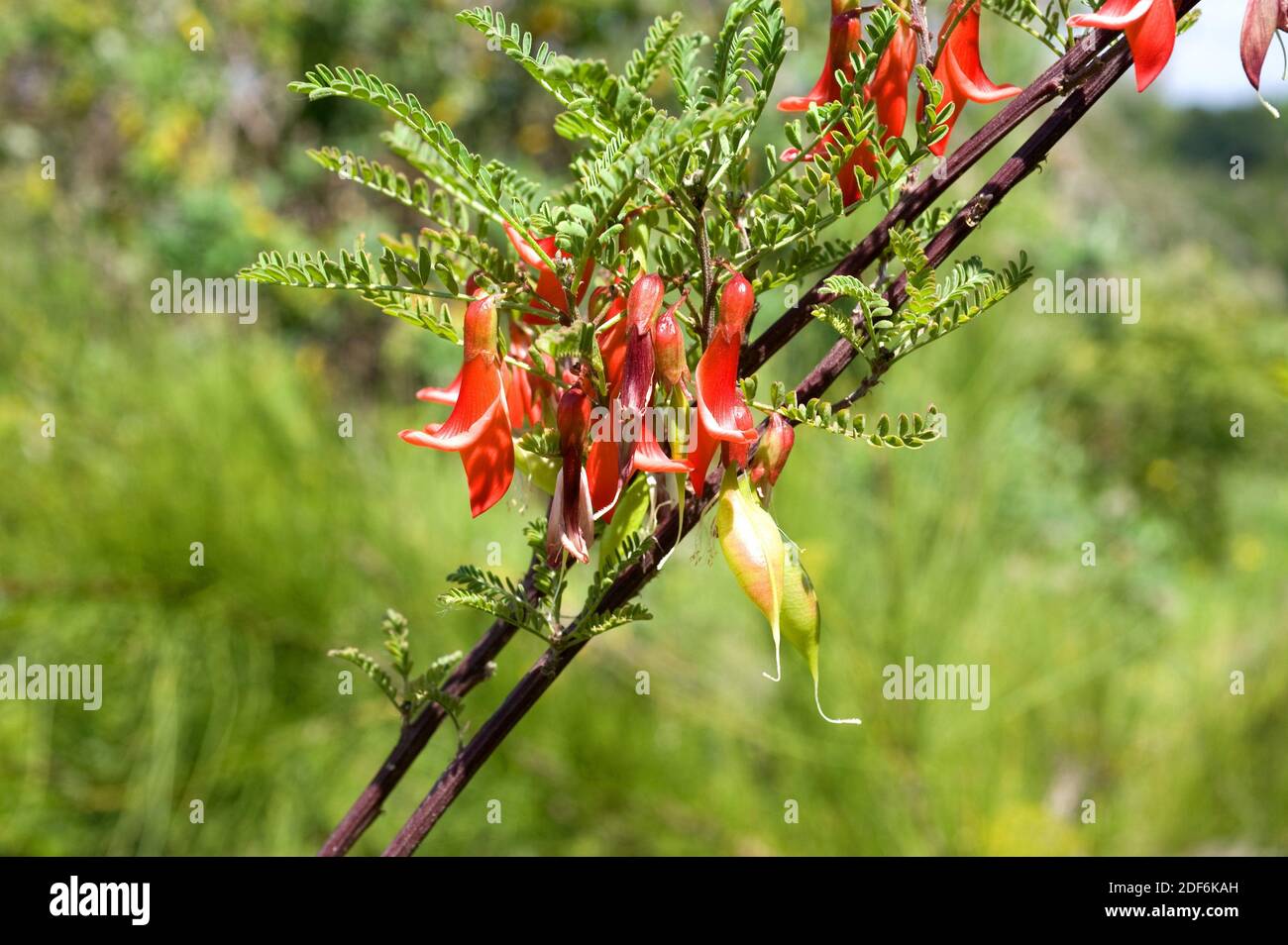 Ballon pisello o cancro Bush (Lessertia frutescens o Sutherlandia frutescens) è un arbusto nativo del Sud Africa. Fiori e frutta dettaglio. Foto Stock