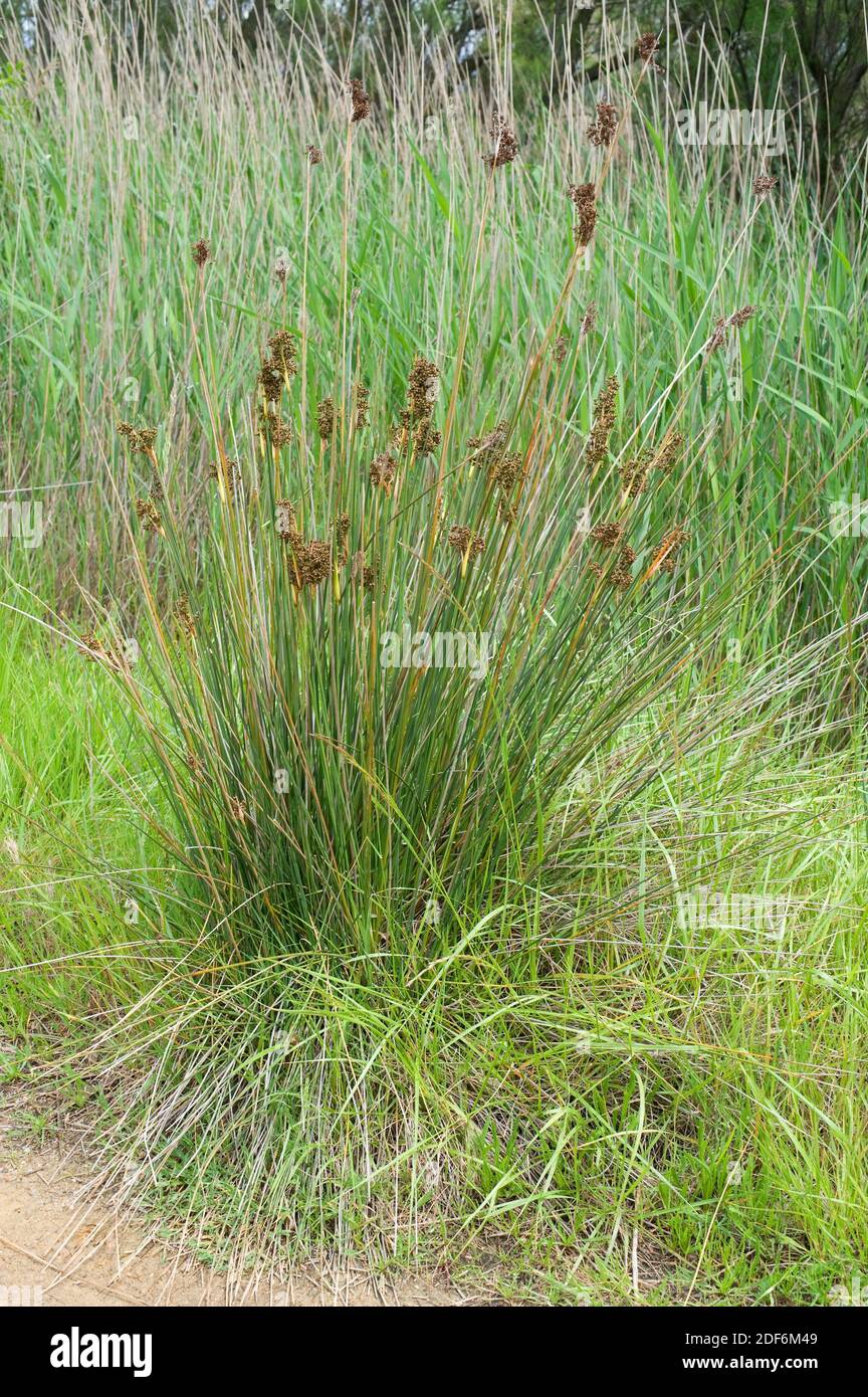 Il rush spinoso o brusco (Juncus acutus) è un'erba perenne originaria delle dune, delle zone umide e delle paludi saline d'Europa, del Nord Africa, dell'Asia occidentale e. Foto Stock