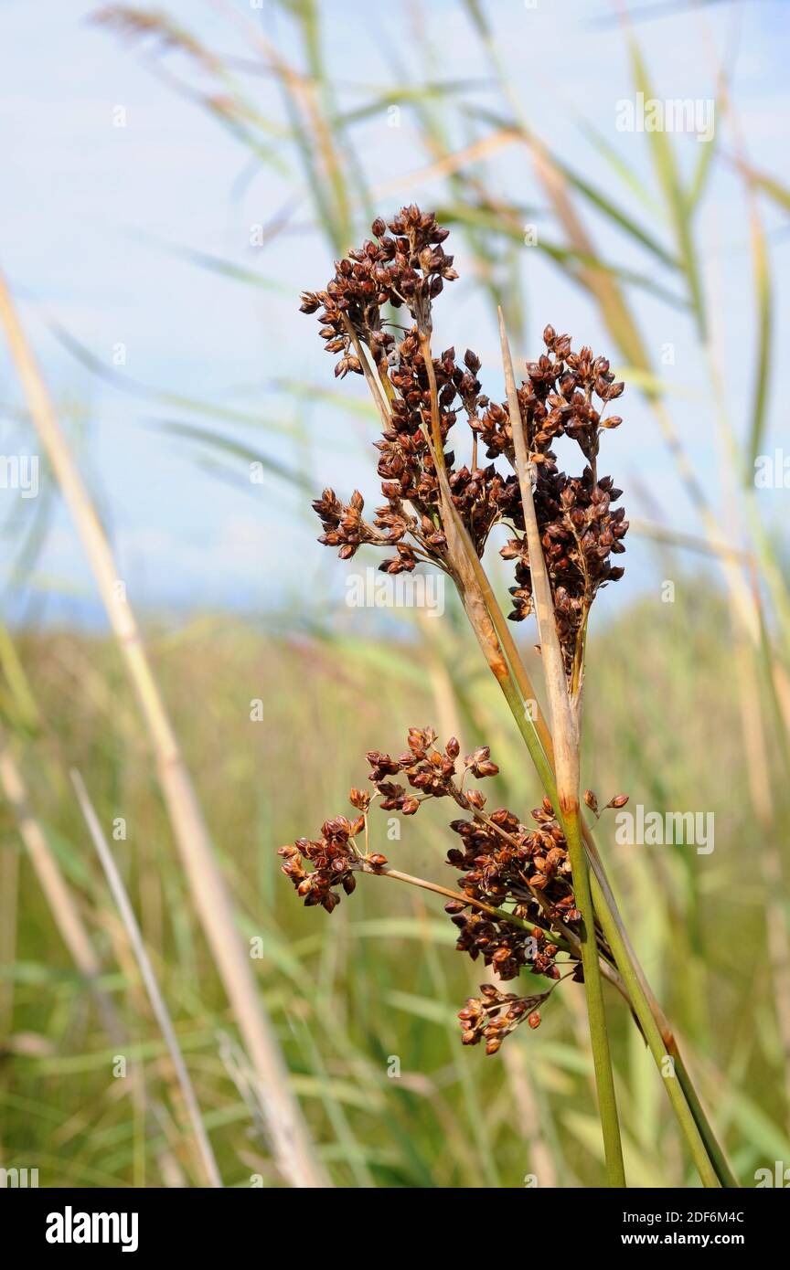 Il rush spinoso o brusco (Juncus acutus) è un'erba perenne originaria delle dune, delle zone umide e delle paludi saline d'Europa, del Nord Africa, dell'Asia occidentale e. Foto Stock