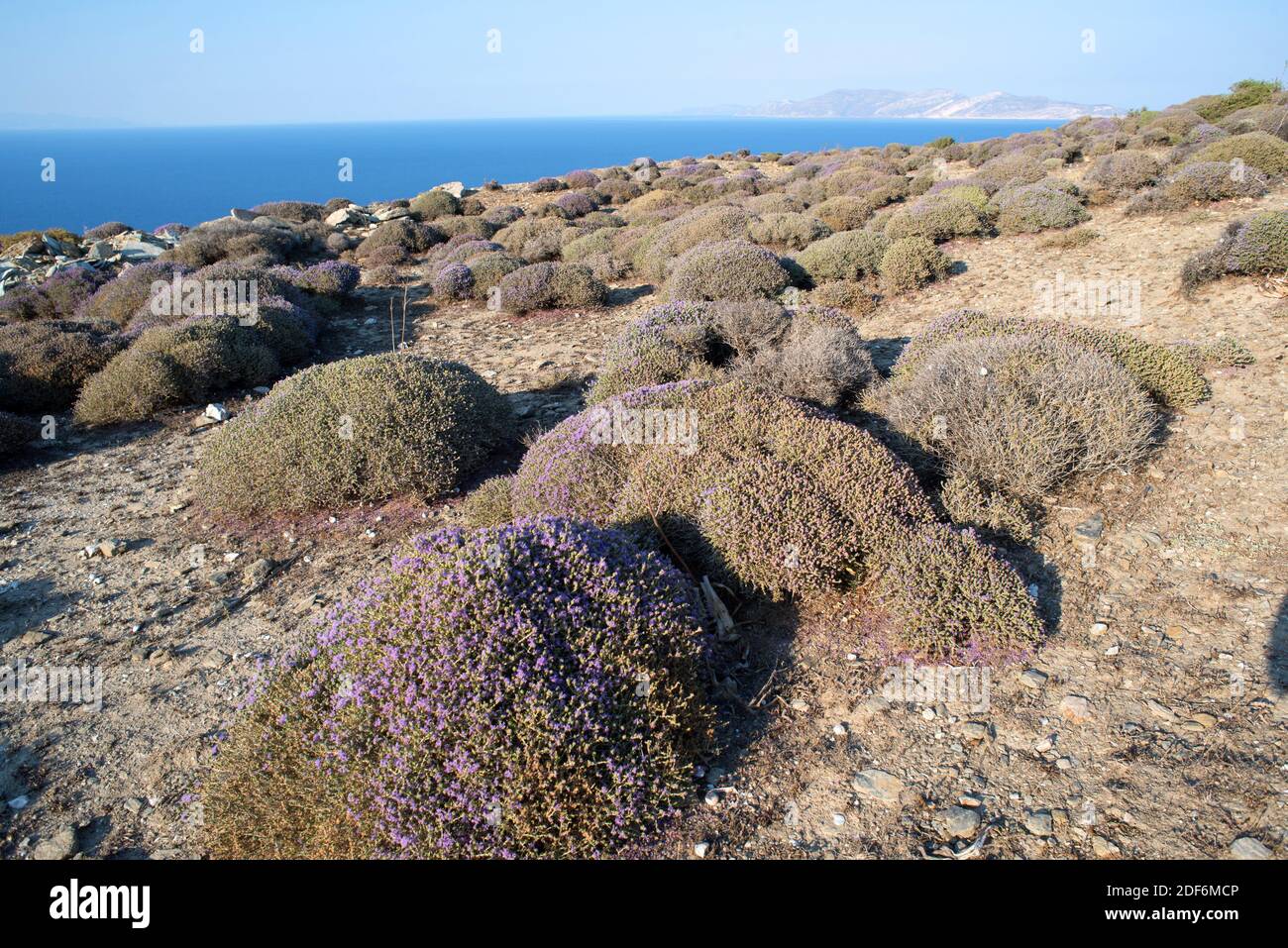 L'origano spagnolo (Thymus capitatus, Thymbra capitata o Coridothymus capitatus) è un arbusto medicinale e compatto originario delle regioni costiere del Foto Stock