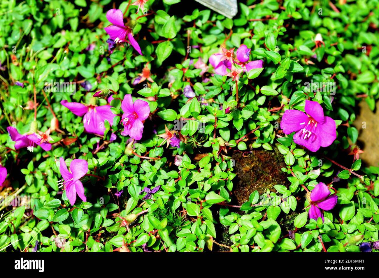 Lo scialle spagnolo (Heterocentron elegans) è un arbusto originario delle  montagne dell'America Centrale. Fiori dettaglio Foto stock - Alamy