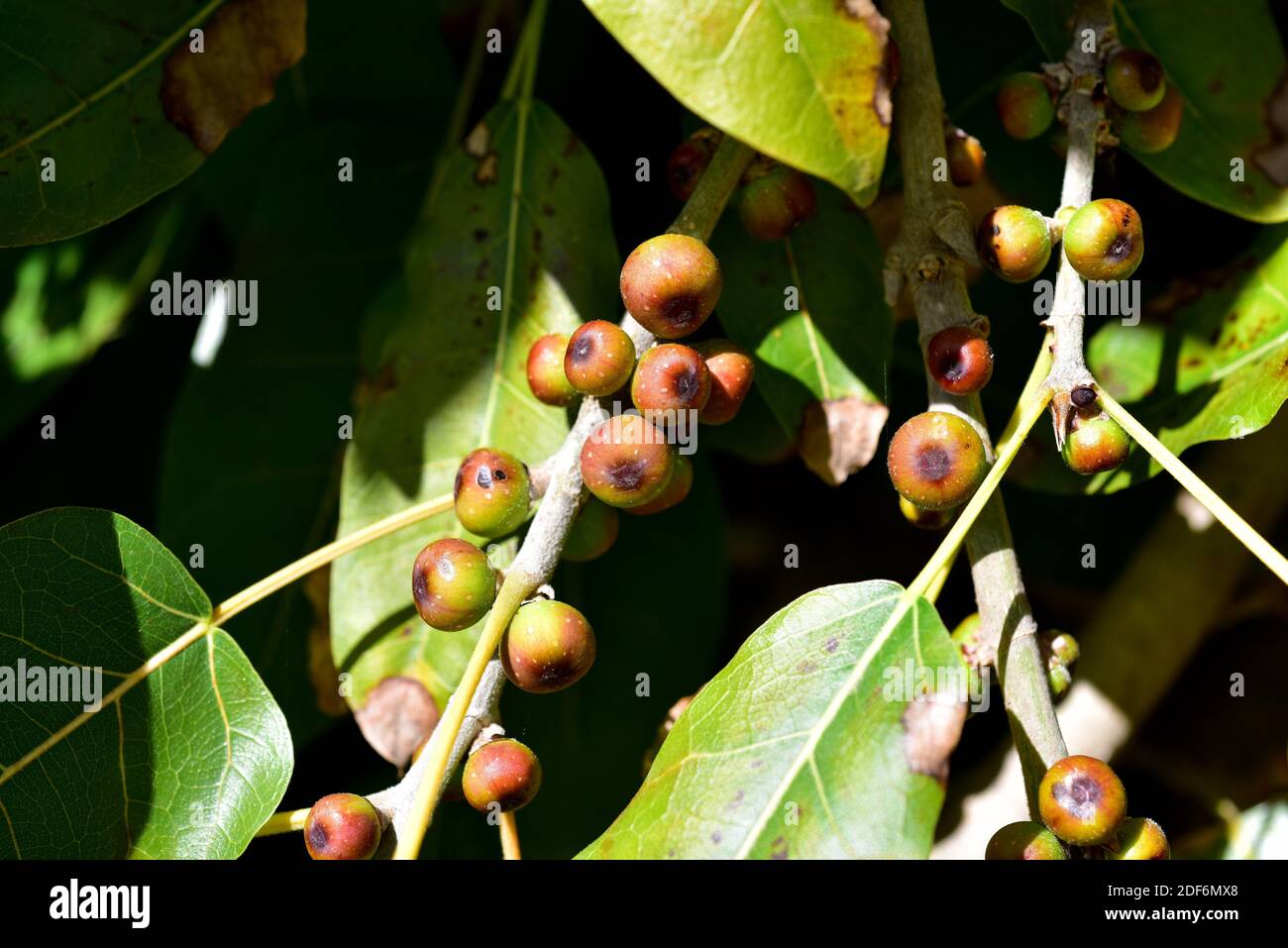 Il fico rosso (Ficus ingens) è un albero originario dell'Africa e dell'Arabia meridionale. Frutta e foglie dettaglio. Foto Stock