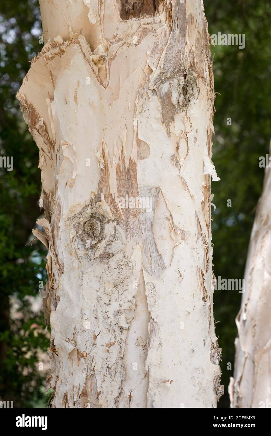 La corteccia di pelo (Melaleuca styphelioides) è un albero nativo dell'Australia. Dettaglio corteccia. Foto Stock