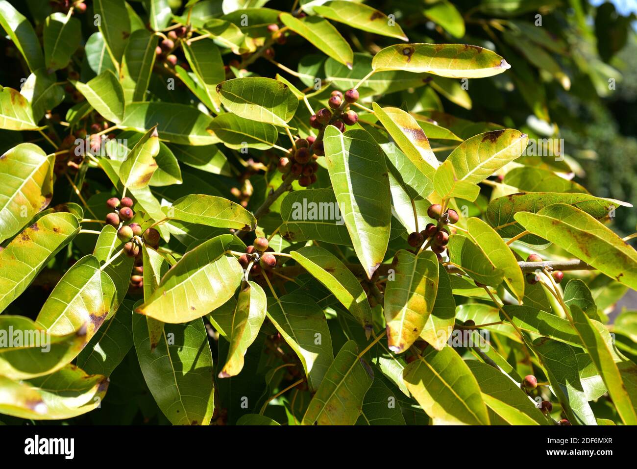 Il fico rosso (Ficus ingens) è un albero originario dell'Africa e dell'Arabia meridionale. Frutta e foglie dettaglio. Foto Stock