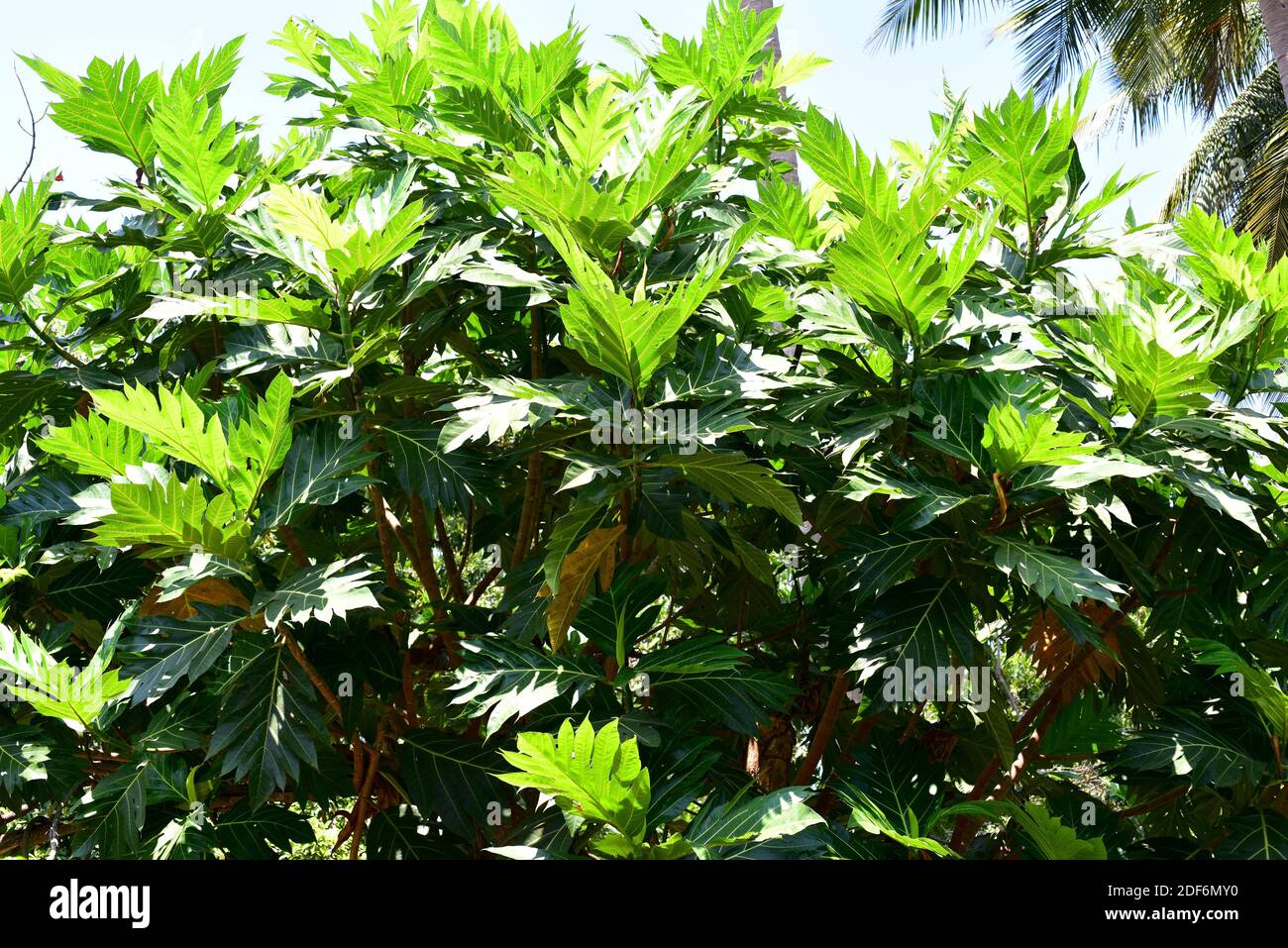Il frutto del pane (Artocarpus altilis) è un albero originario del Pacifico meridionale ma coltivato in altre regioni tropicali per i suoi frutti e semi commestibili. Questo Foto Stock